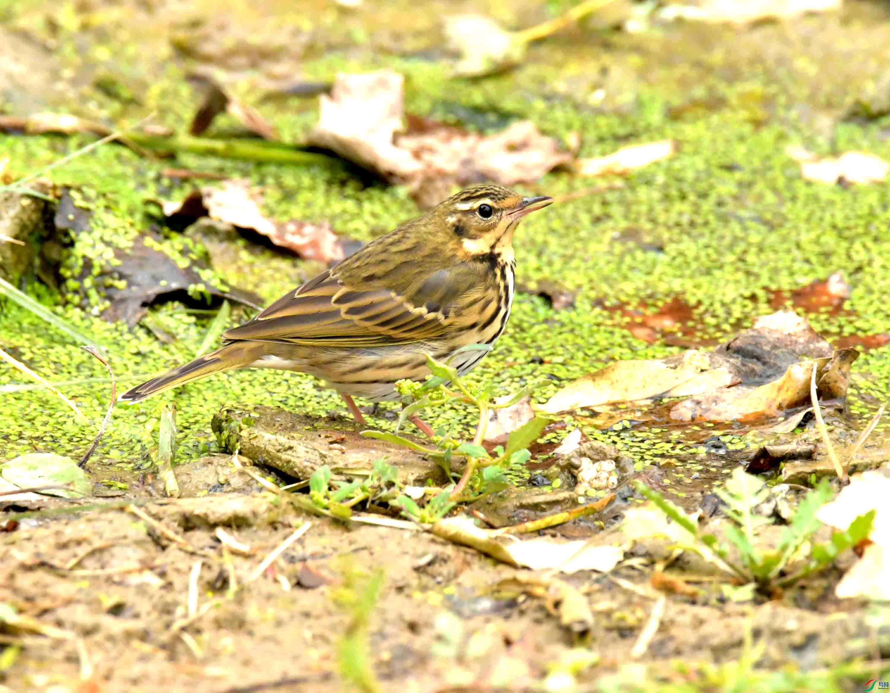 DSC_1313.JPG