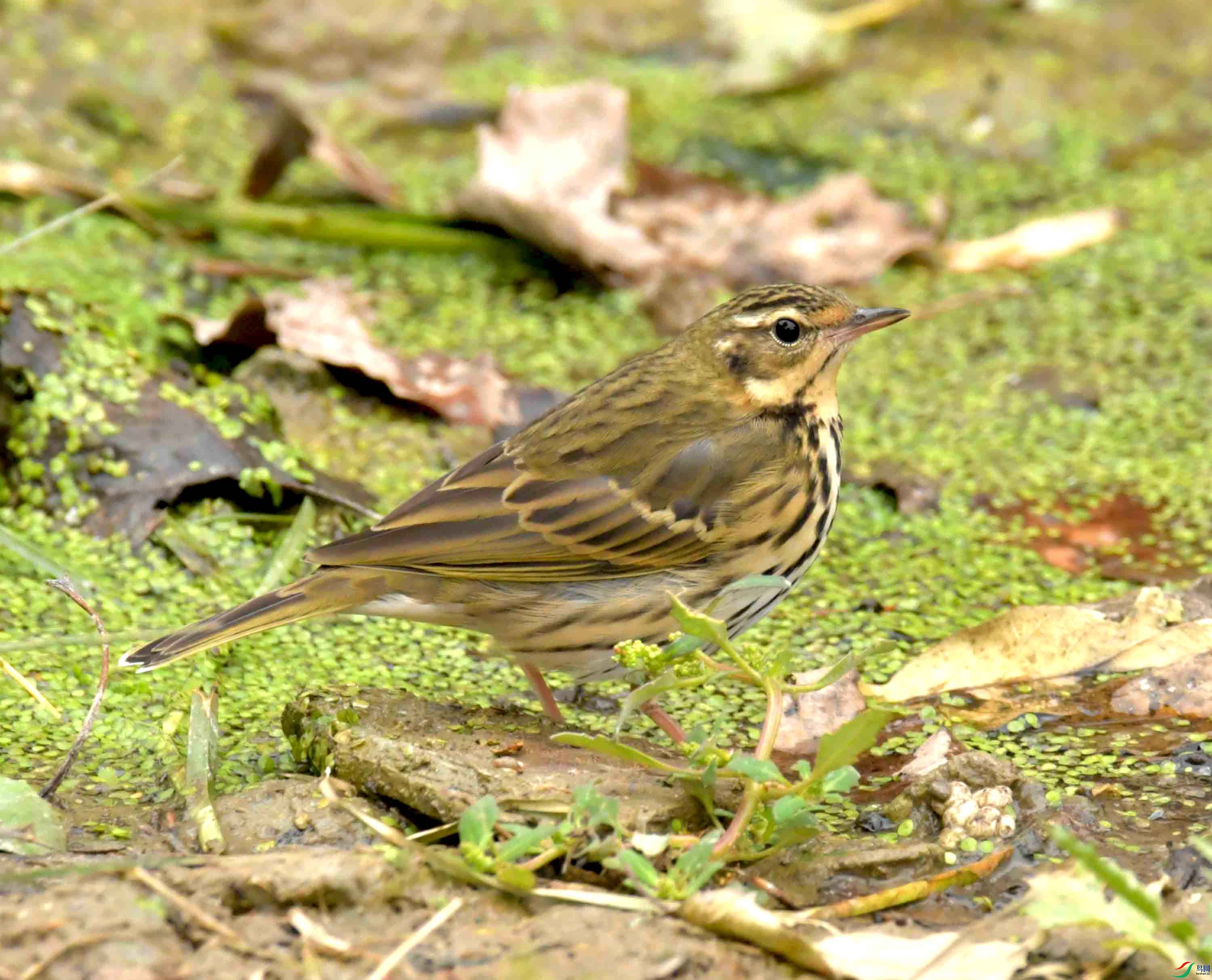 DSC_1315.JPG