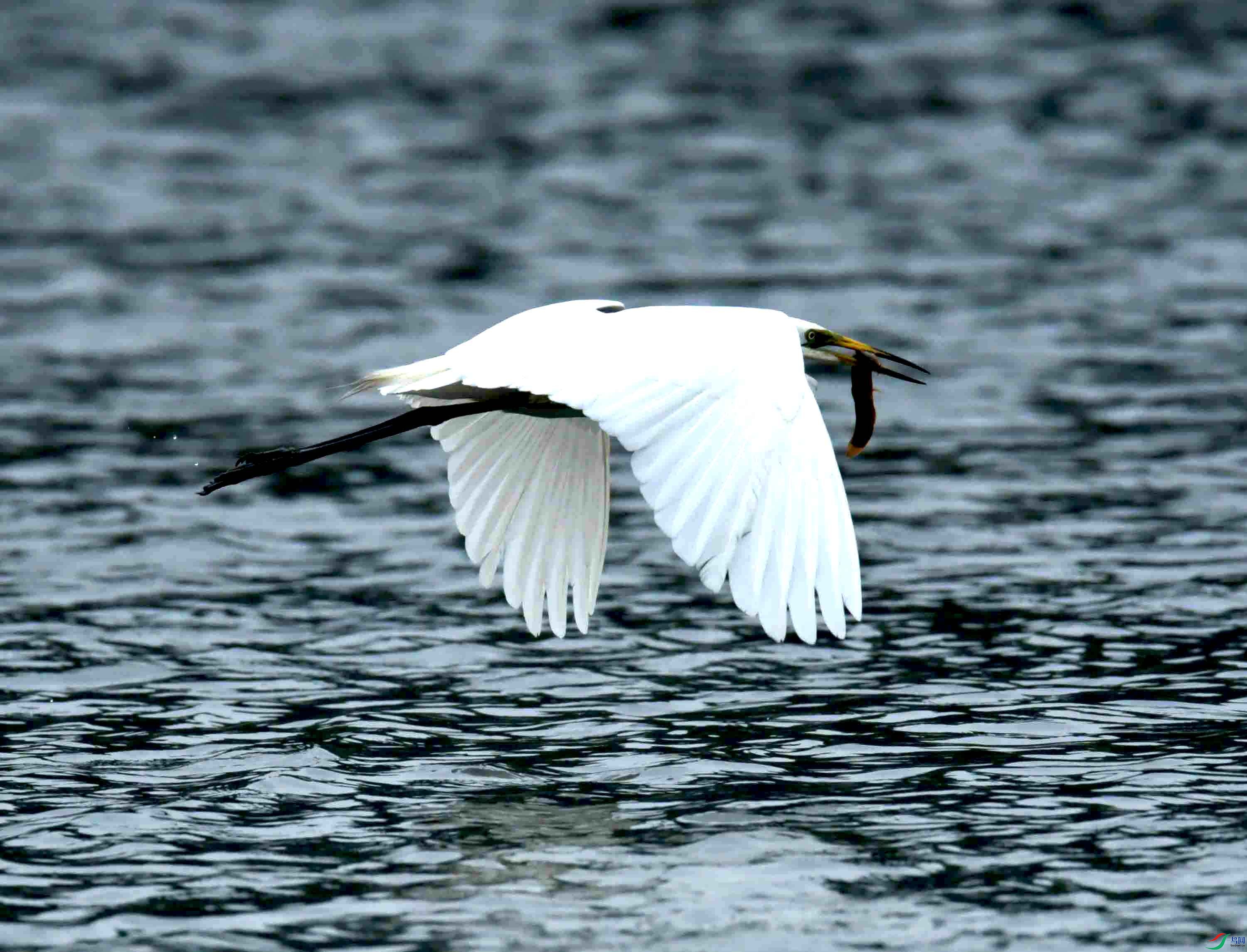 DSC_9063.JPG