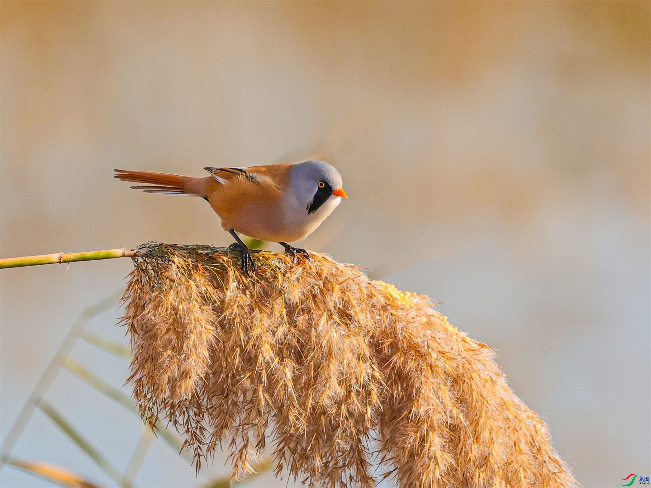 1K3A5305 ����1.jpg