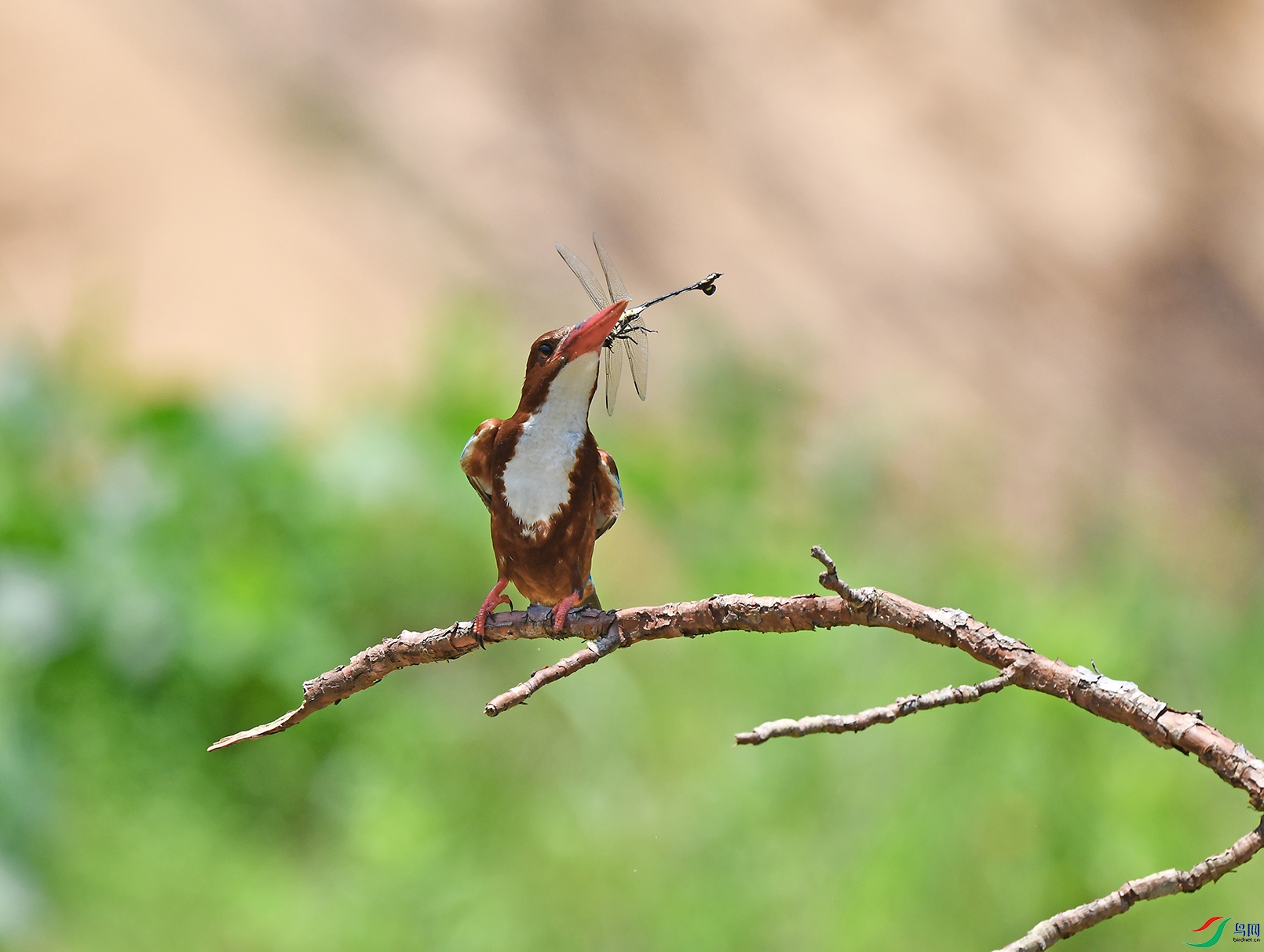 DSC_3255--1����.jpg