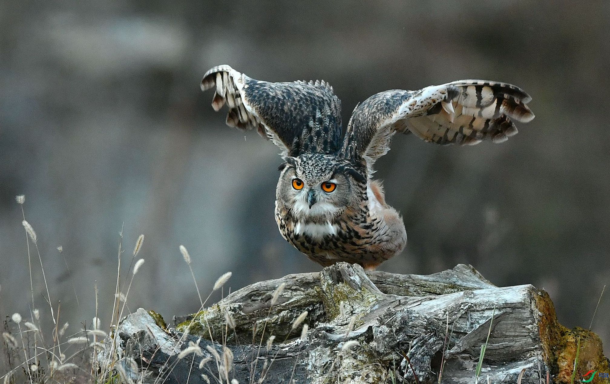 ��ŭ������