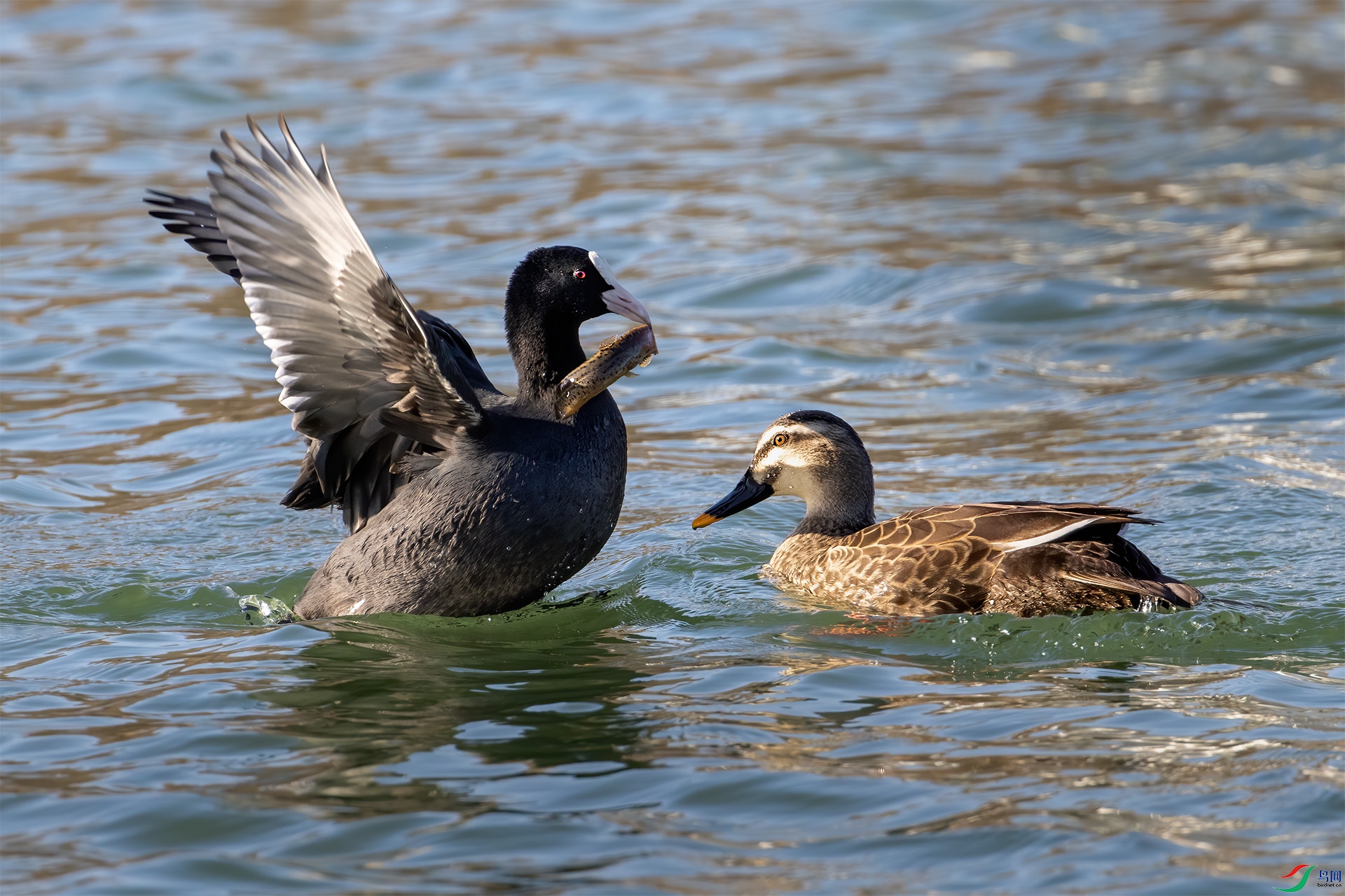IMG_4306-1.jpg