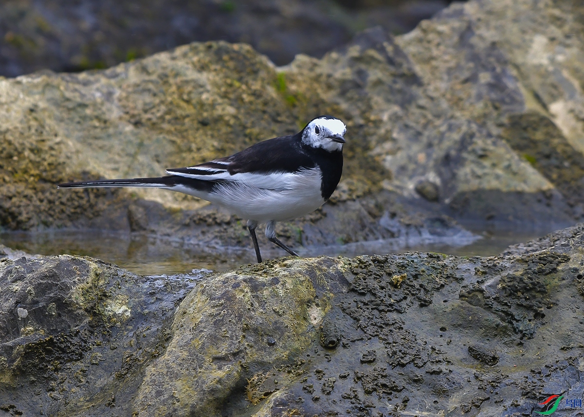 DSC_0829.JPG