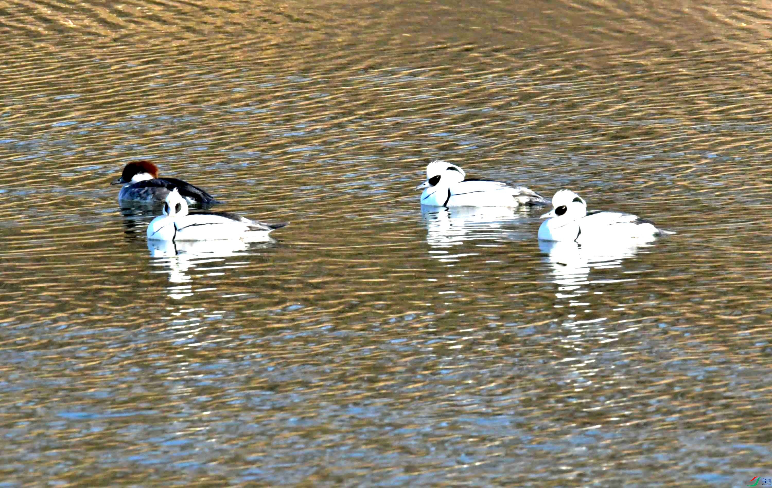 DSC_5107.JPG