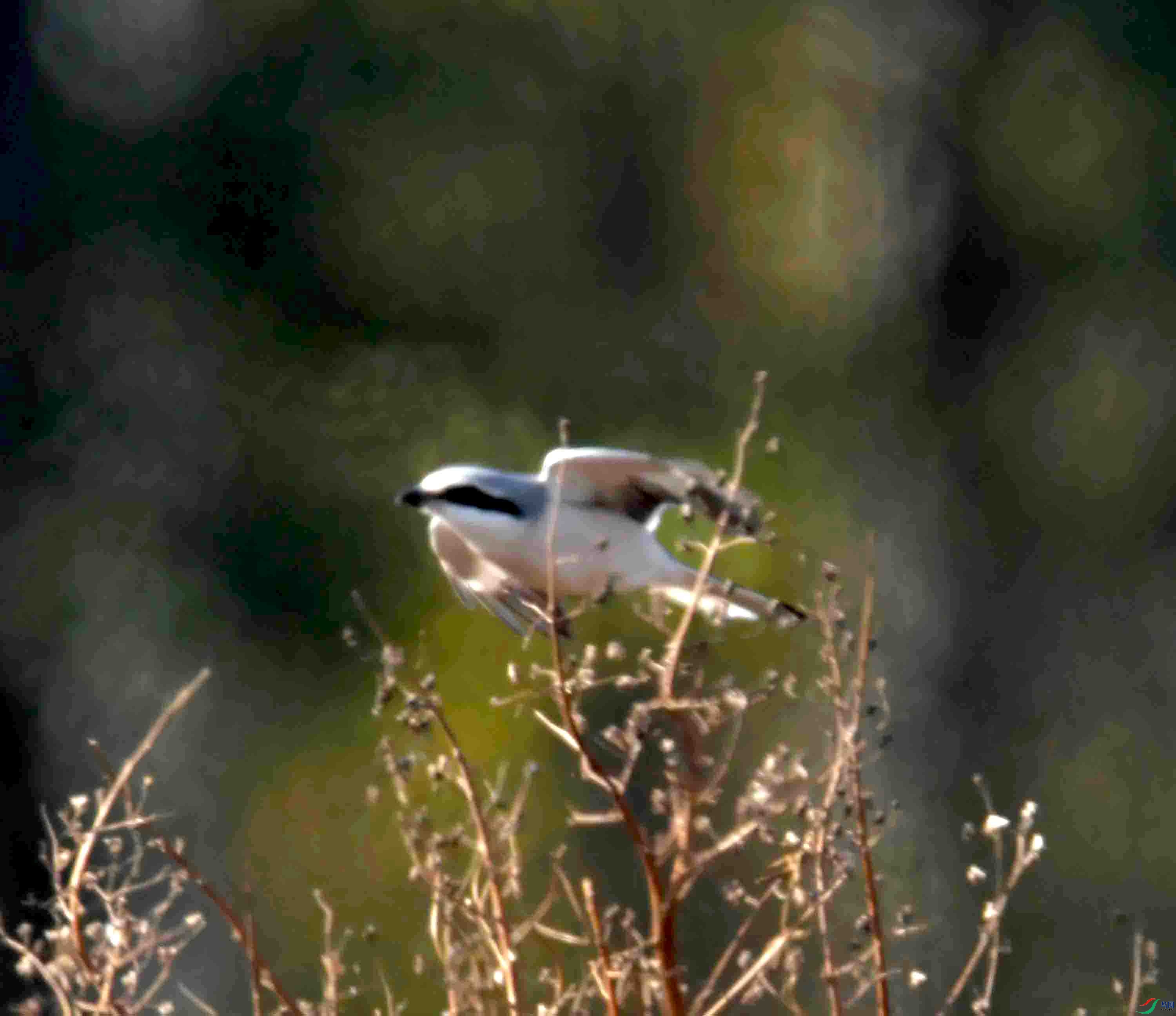 DSC_1494.JPG