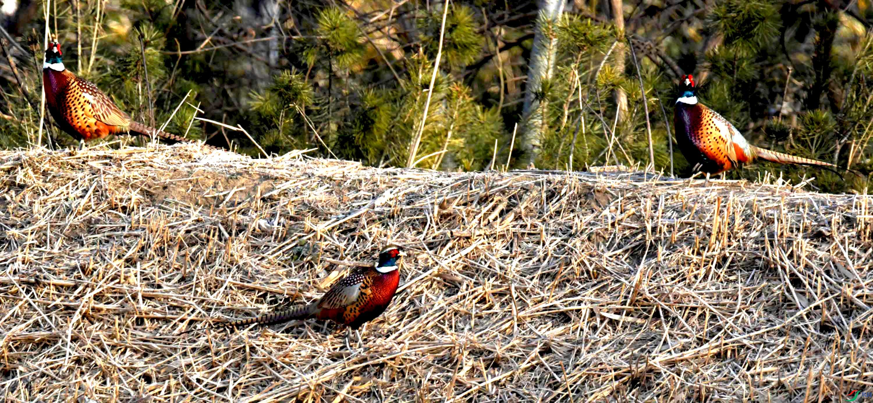 DSC_0136.JPG