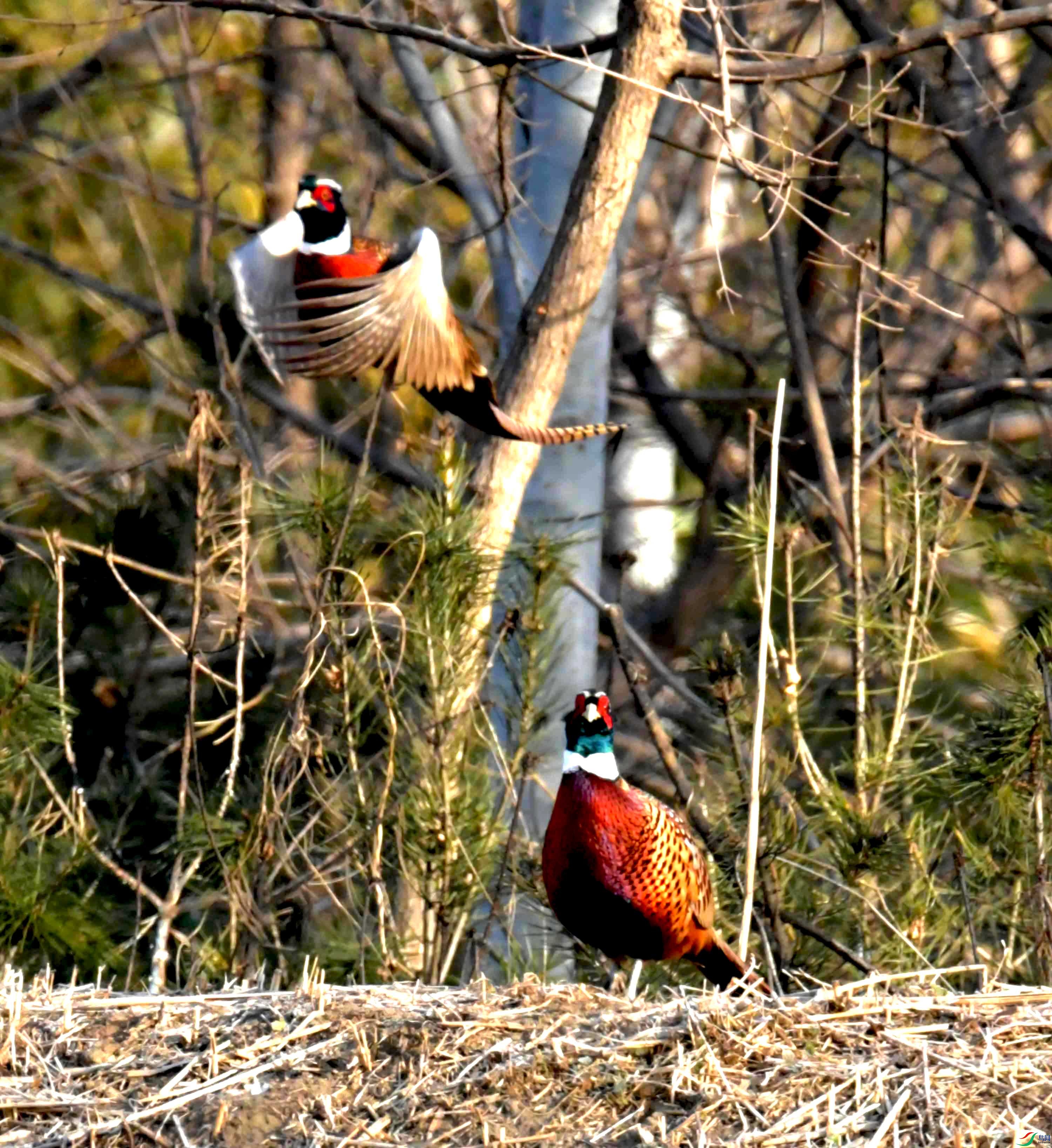 DSC_0142.JPG