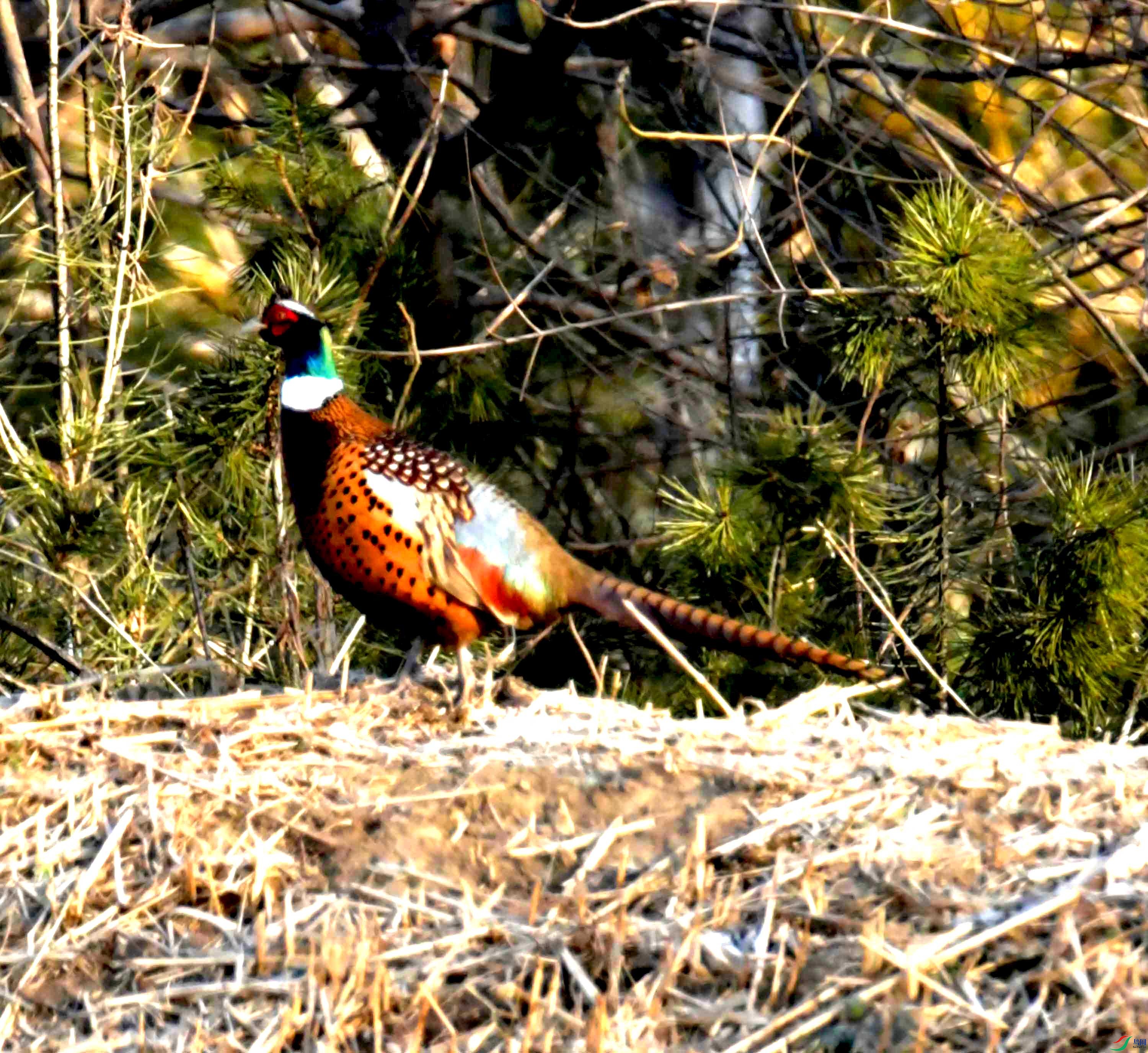 DSC_0152.JPG