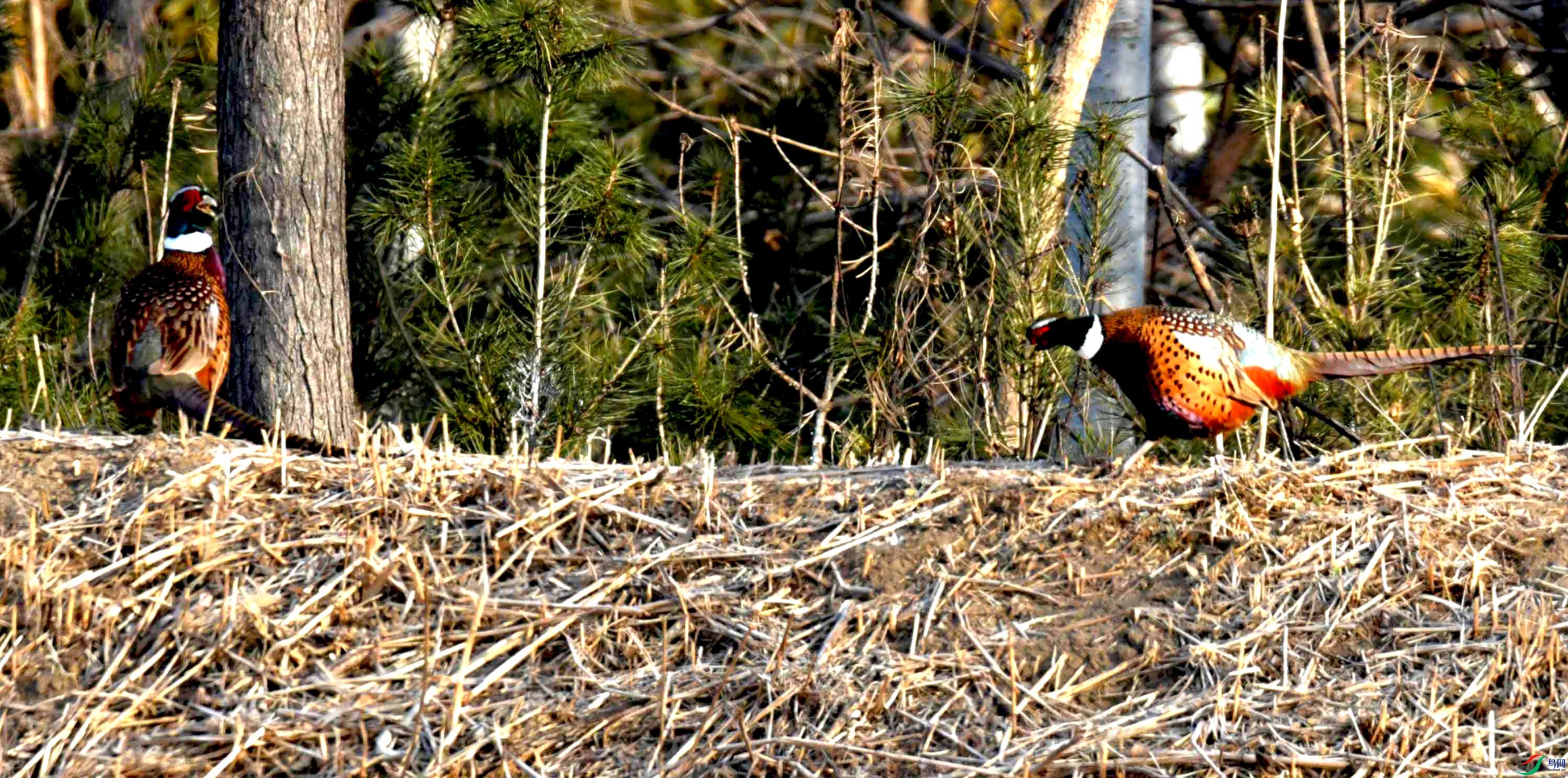 DSC_0155.JPG