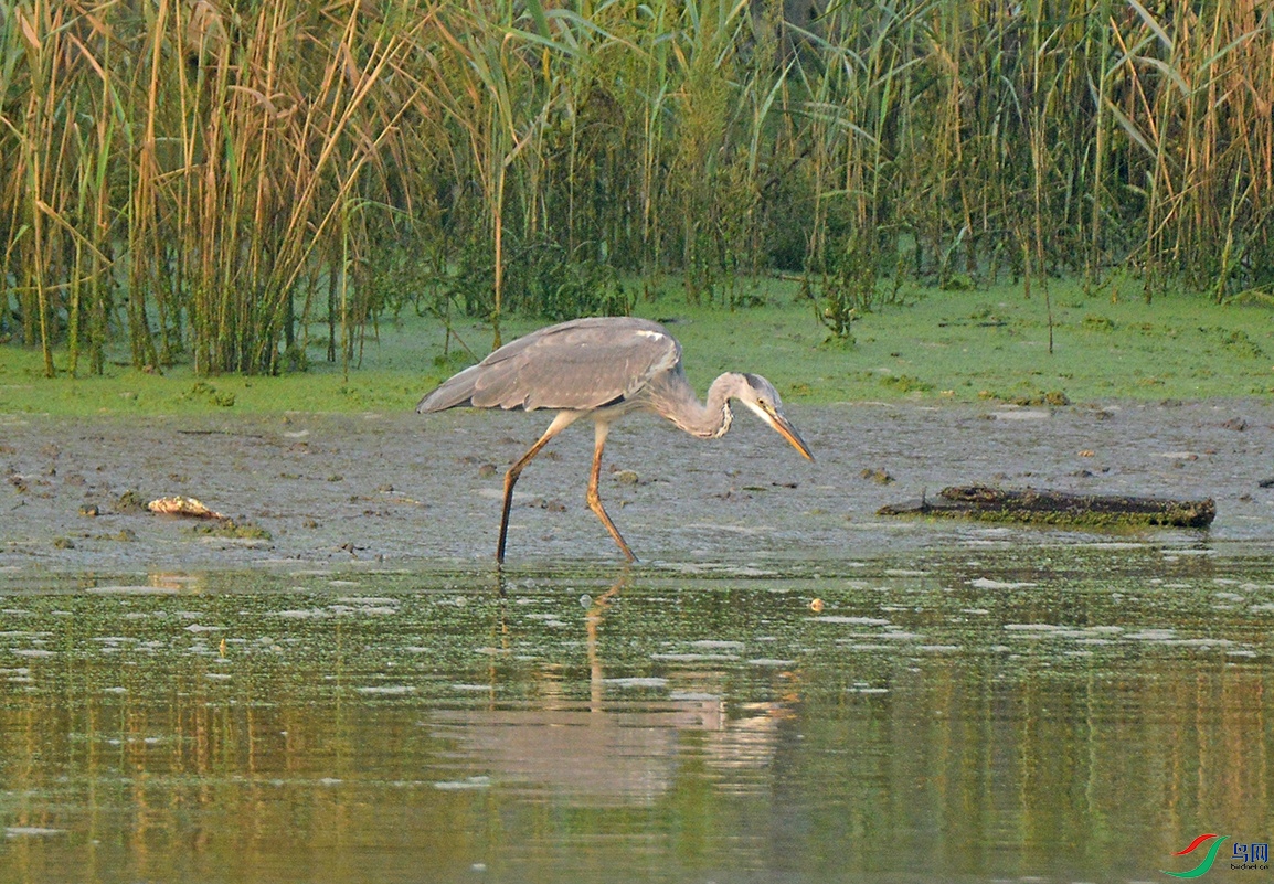 DSC_0029f.jpg