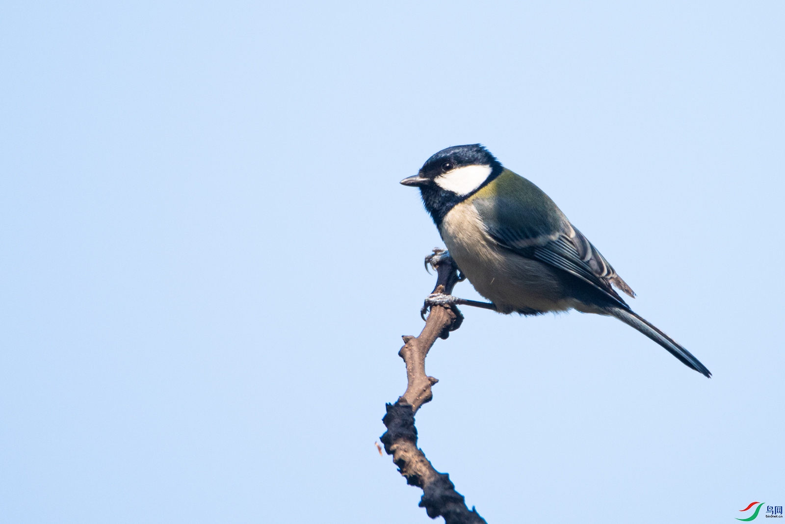 DSC_7955.jpg