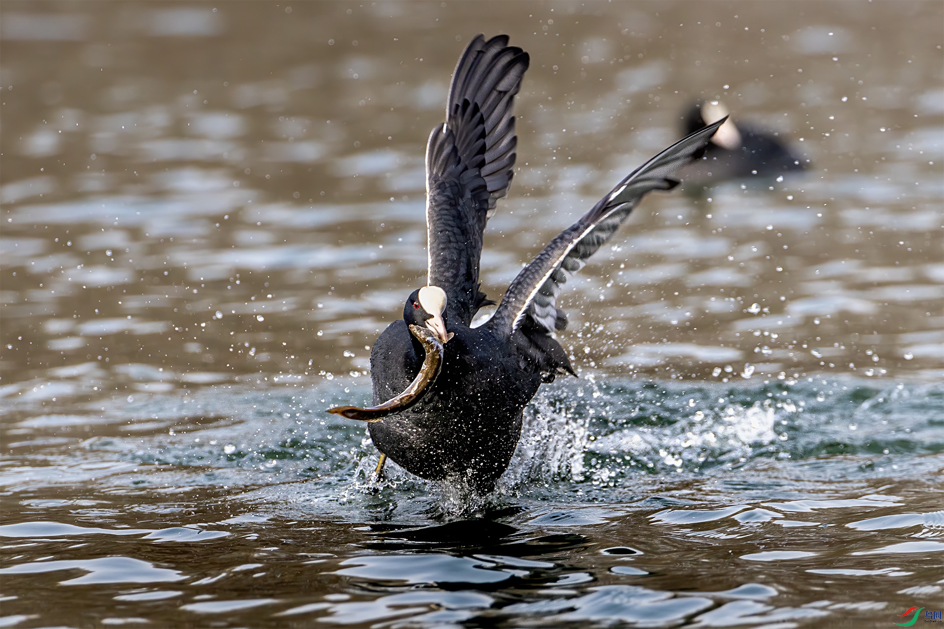 IMG_4008-1.jpg