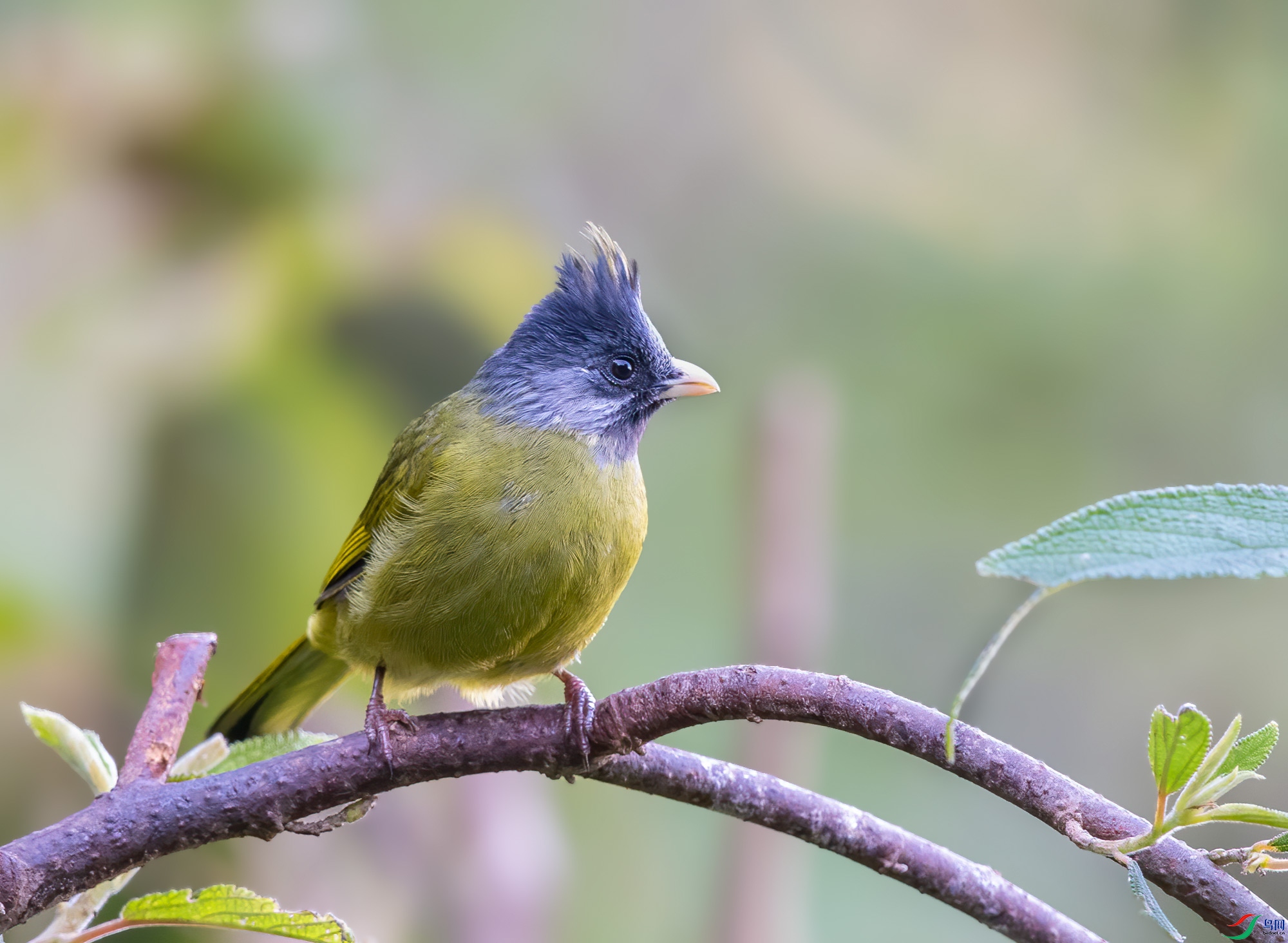 DSC_7524.jpg