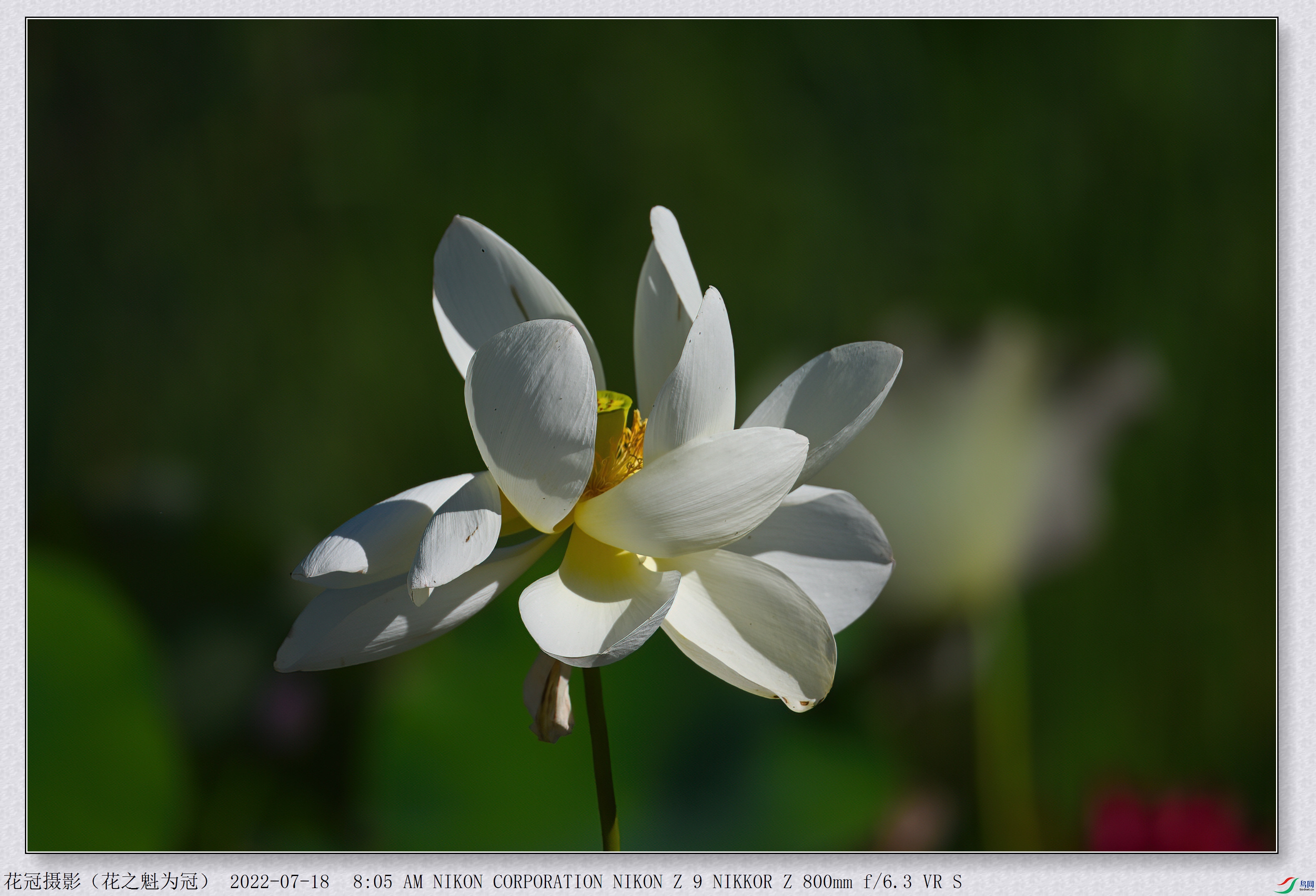 DSC_8751B-1-DeNoiseAI-low-light_����.jpg