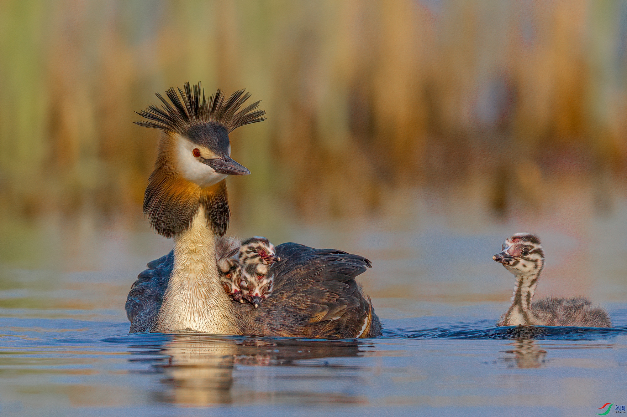 ��ܰ����