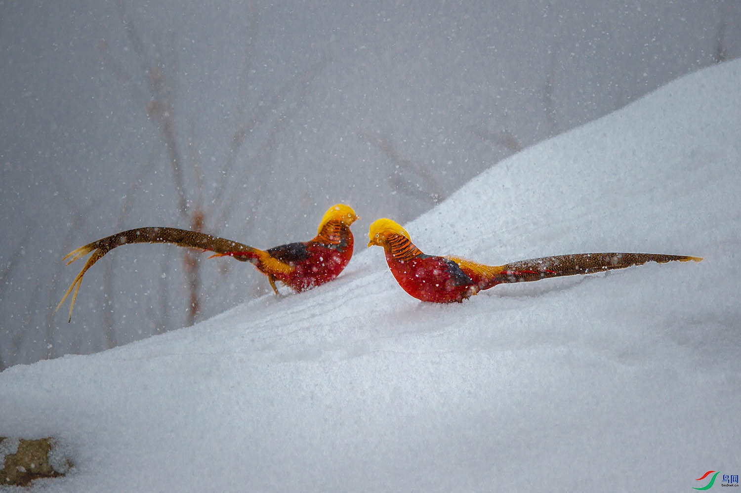 _DSC9816.jpg