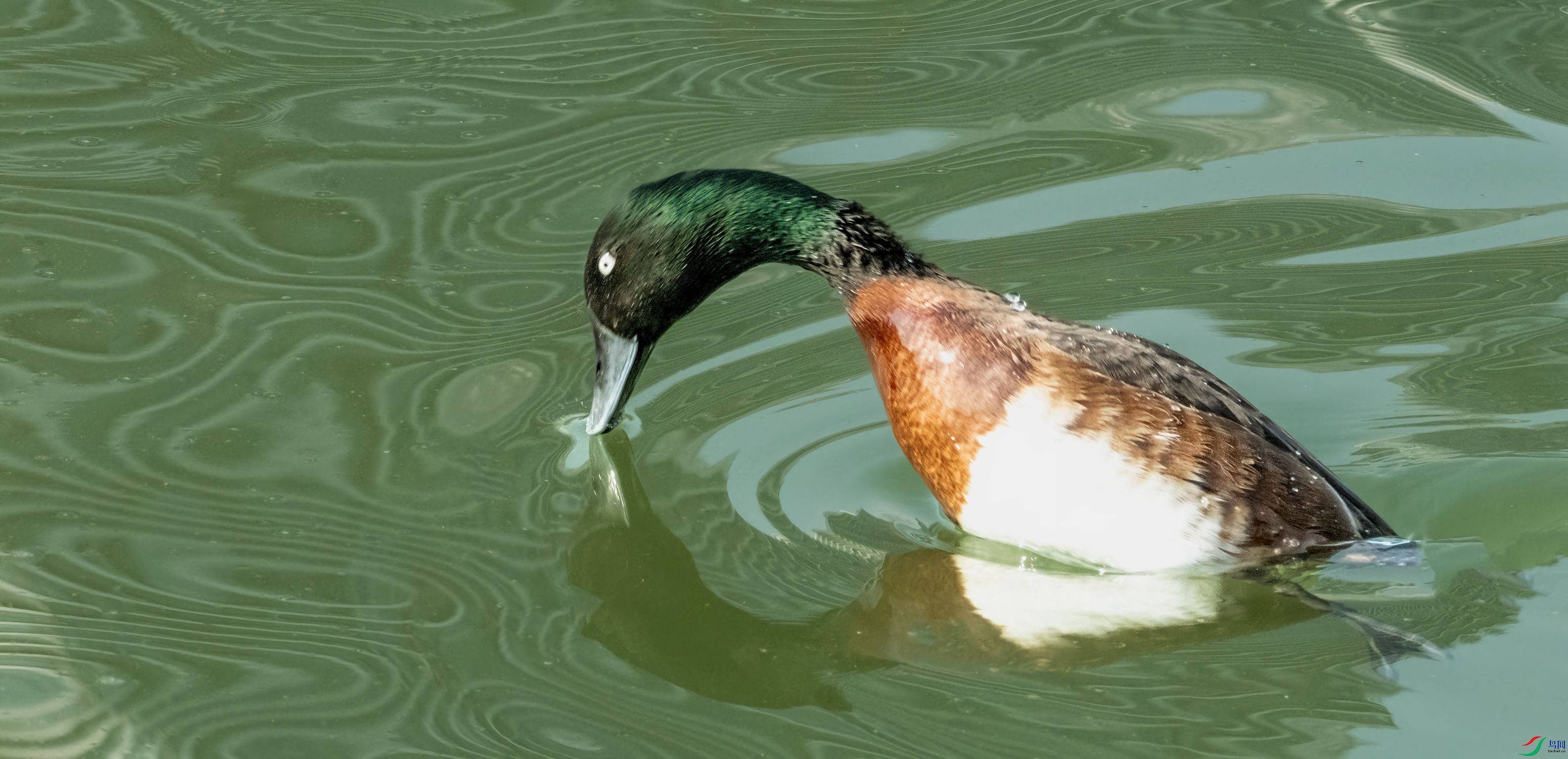 ��ͷǱѼ�D�D�DǱˮ