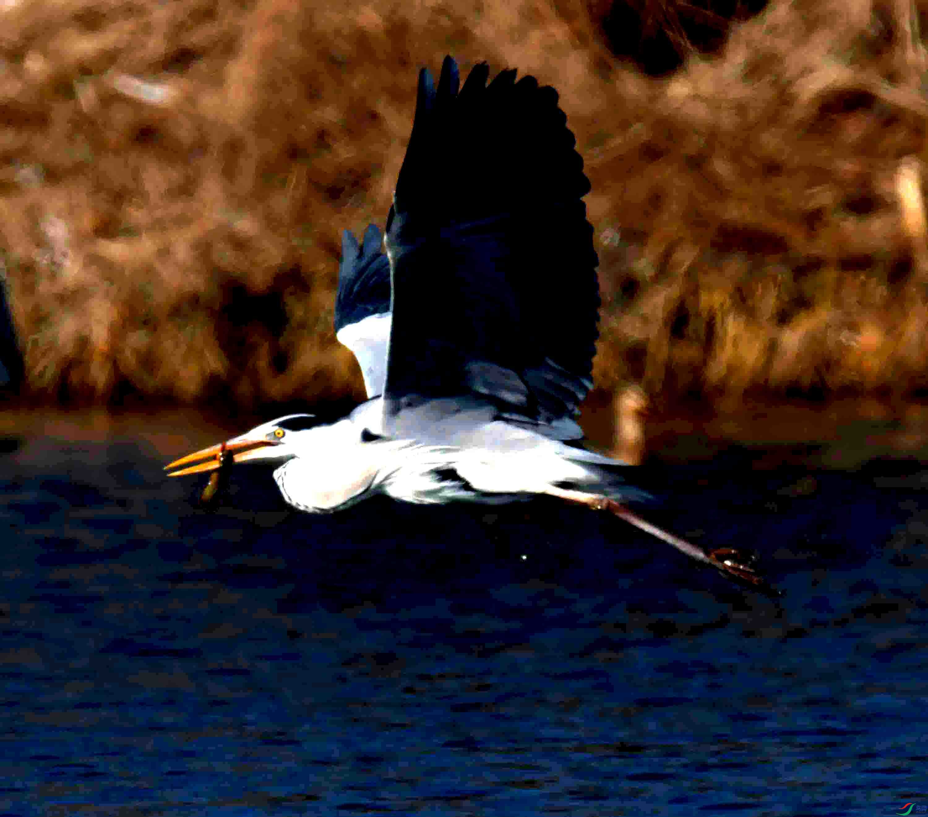 DSC_0848.JPG