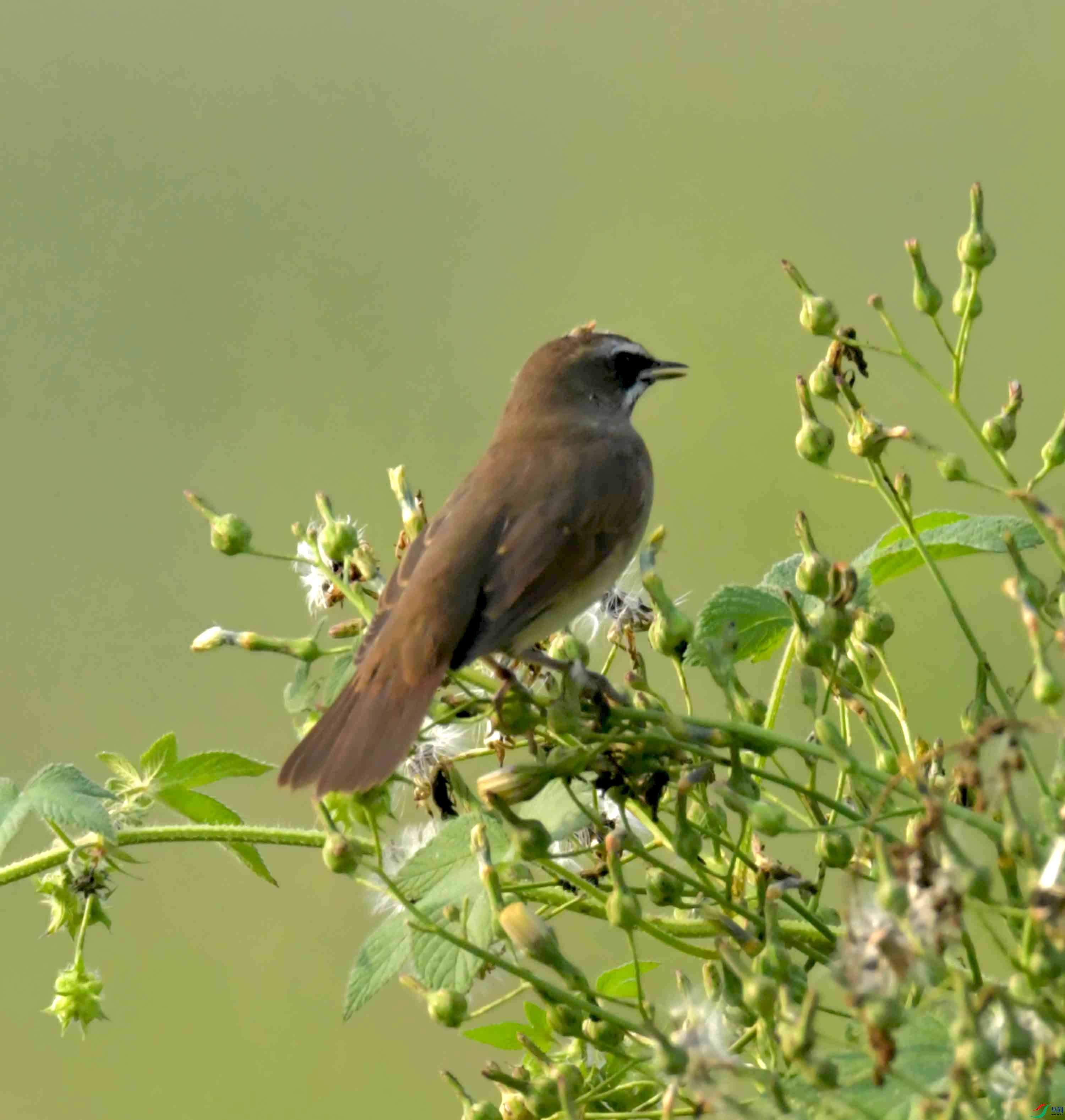 DSC_7933.JPG