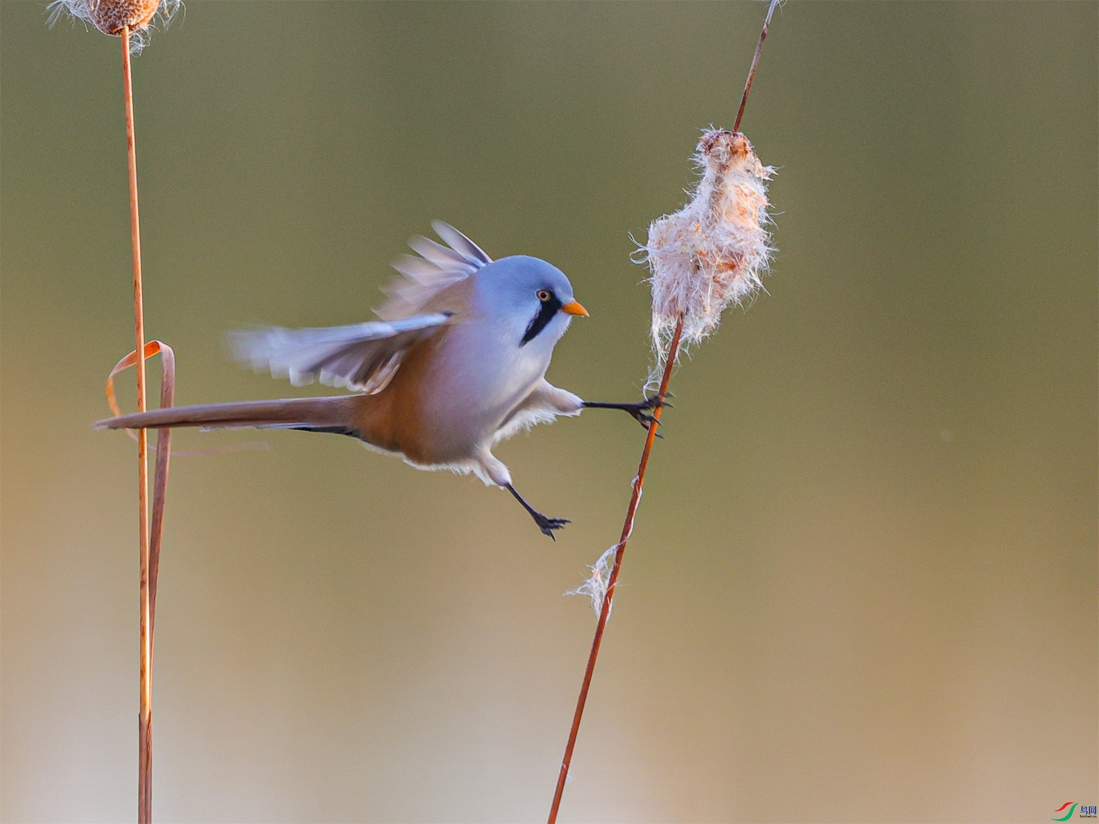1K3A1950 ����1.jpg