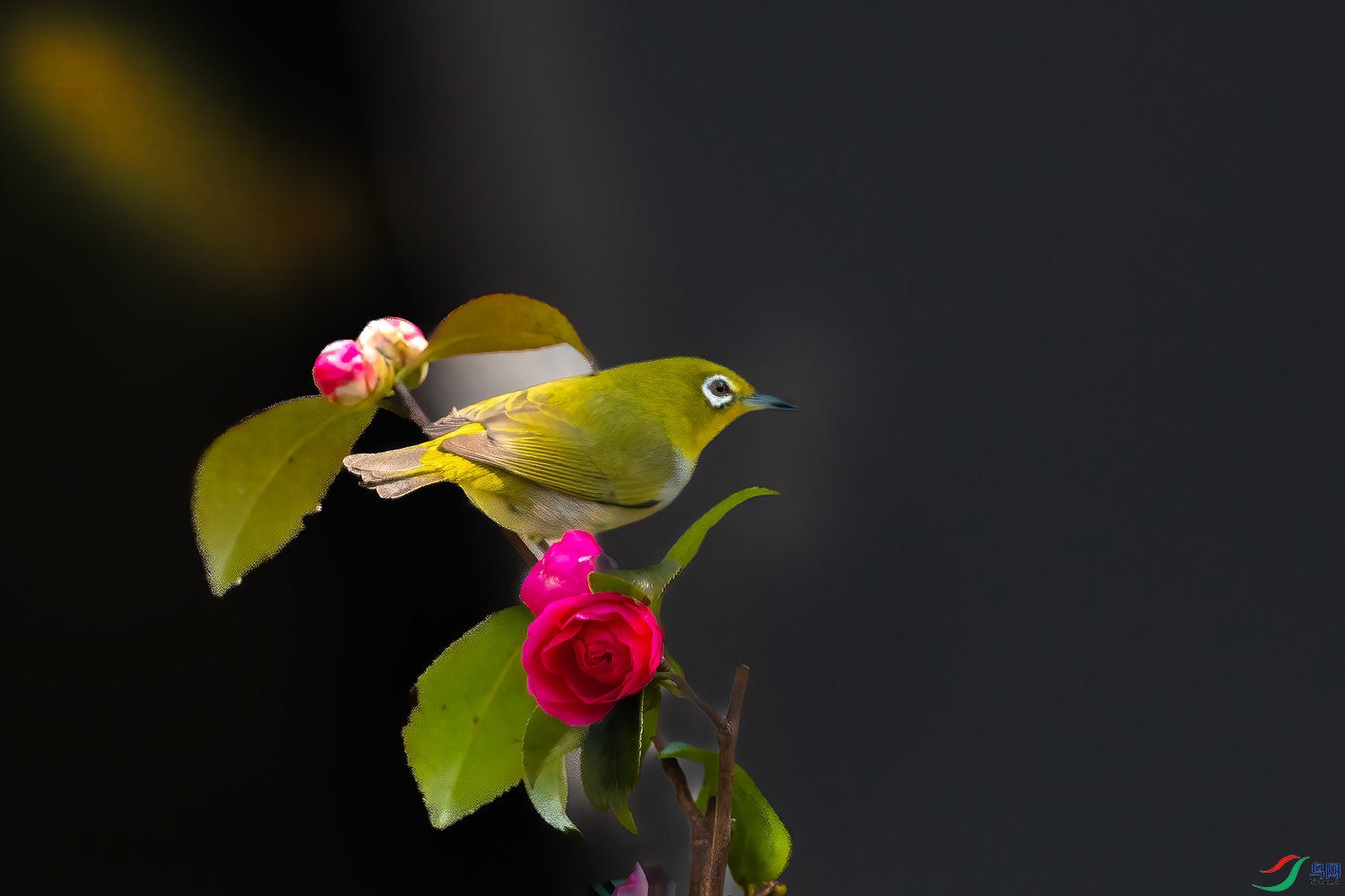 DSC_5469-2.jpg