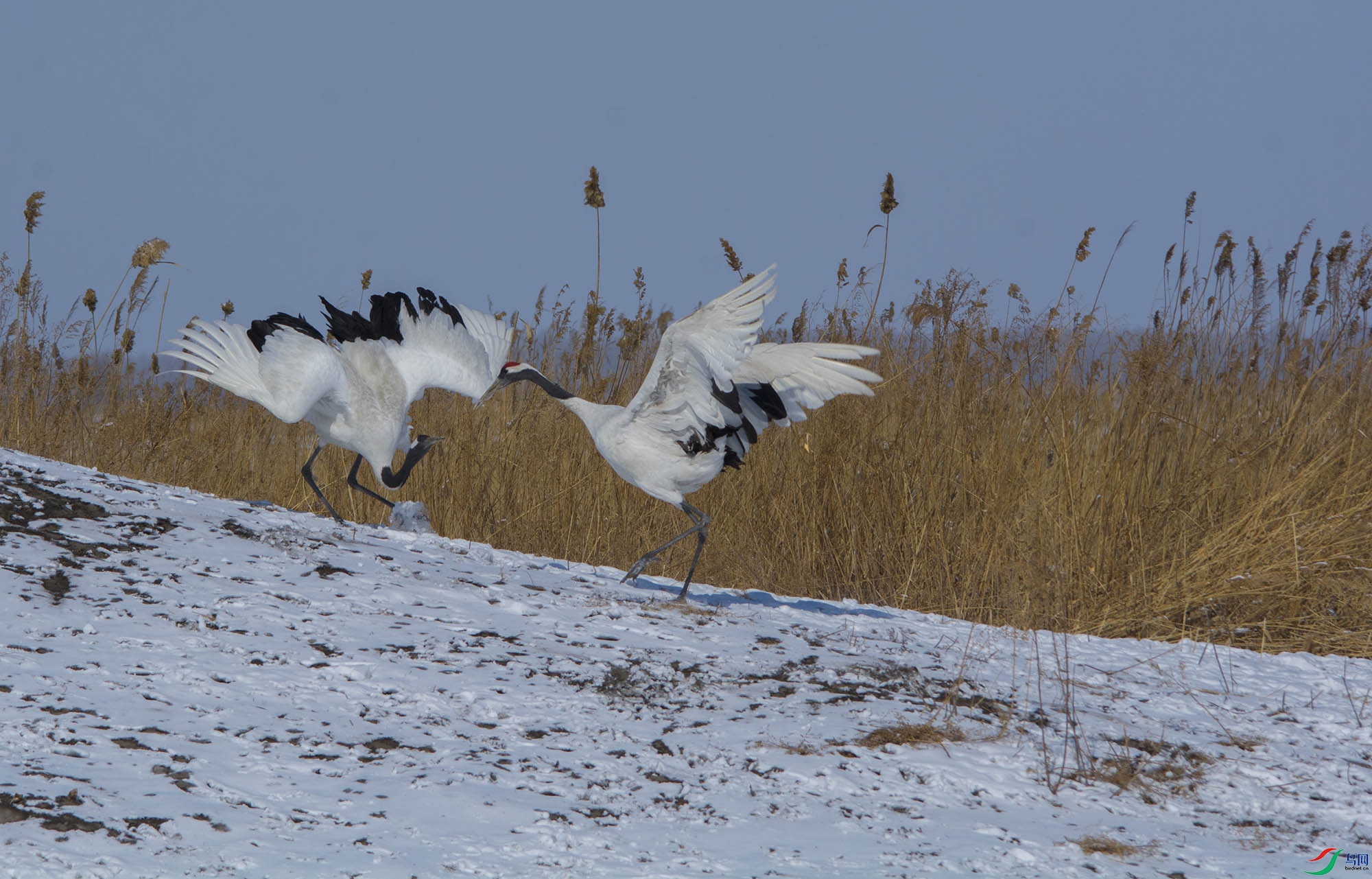 ddh2018.03.11DSC_2553.jpg