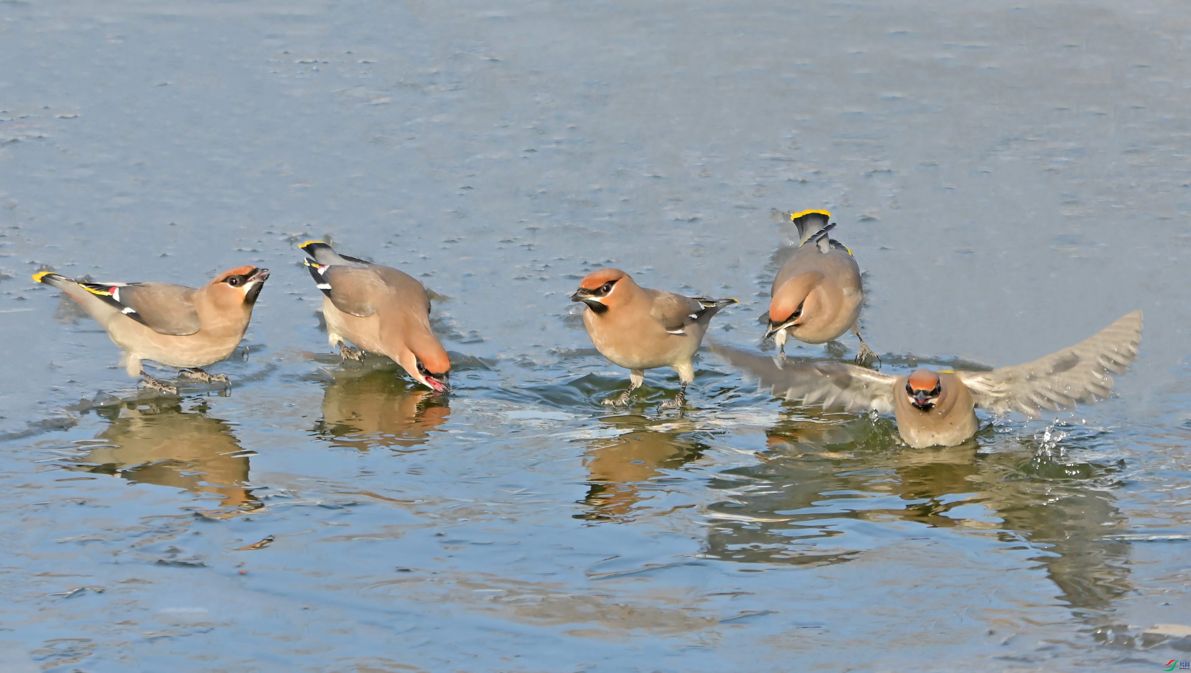 DSC_4371.jpg