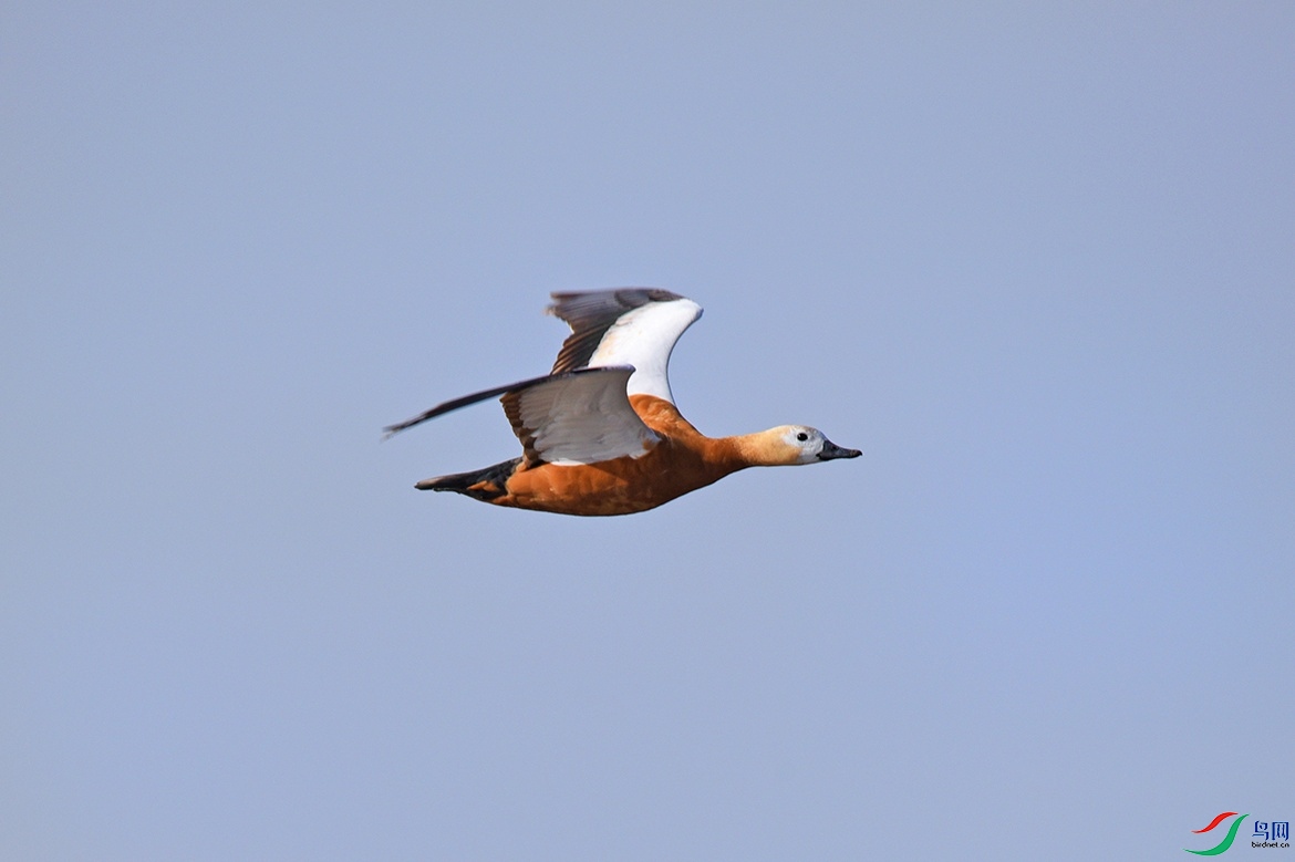 DSC_5251.jpg