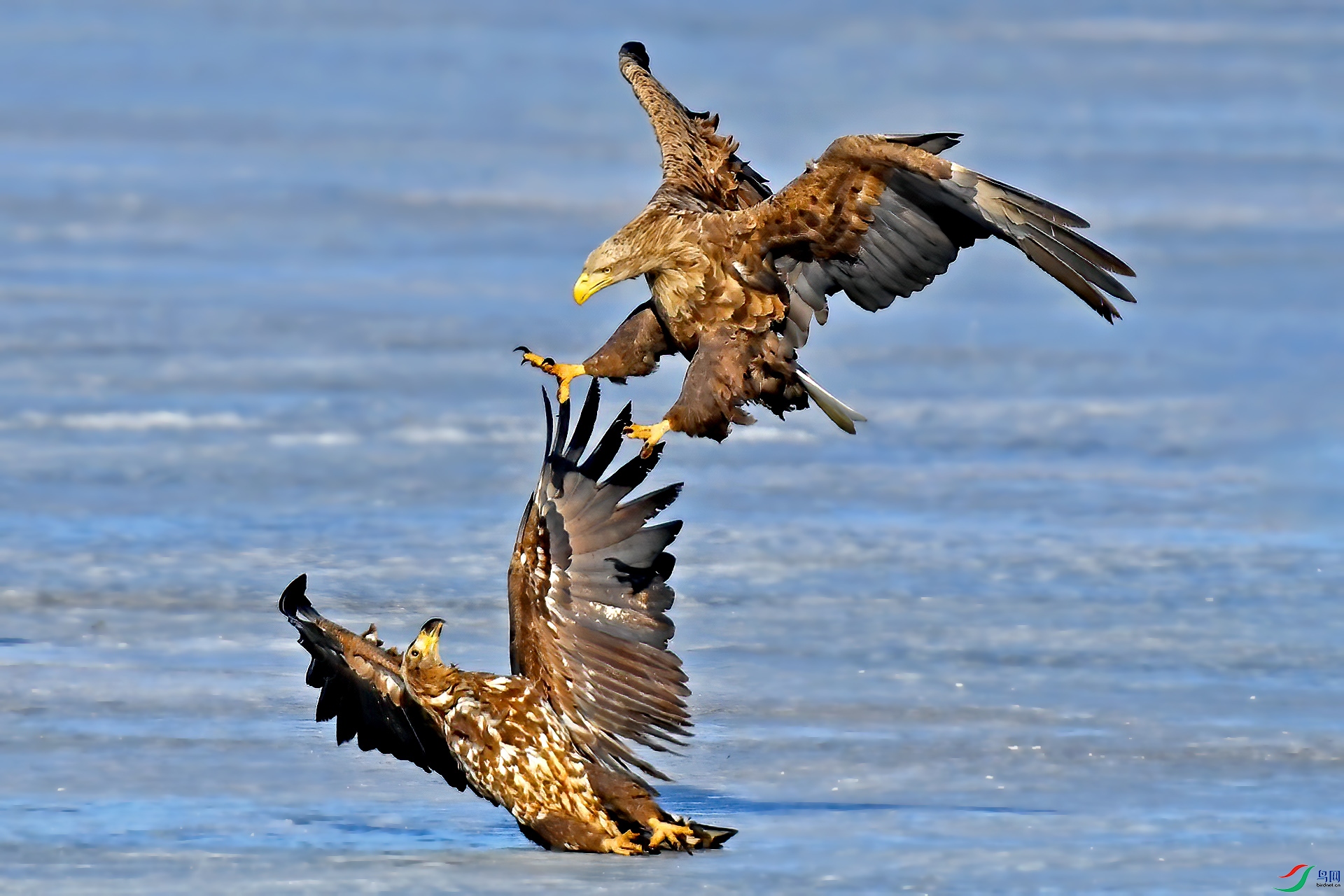 DSC_60qq85.jpg