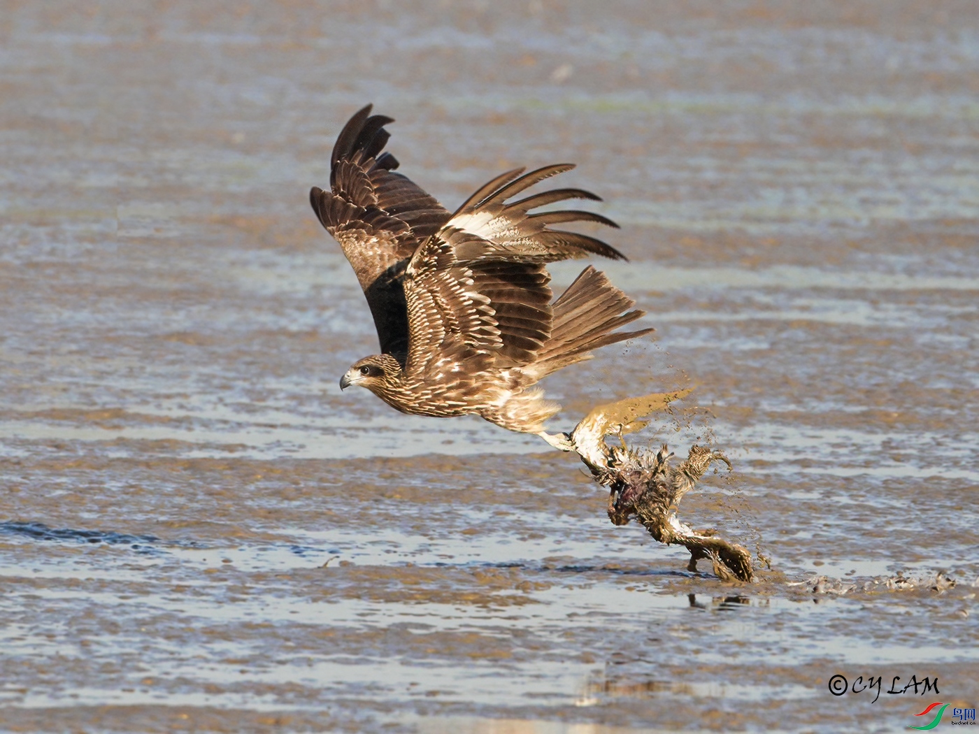 ���S Black Kite