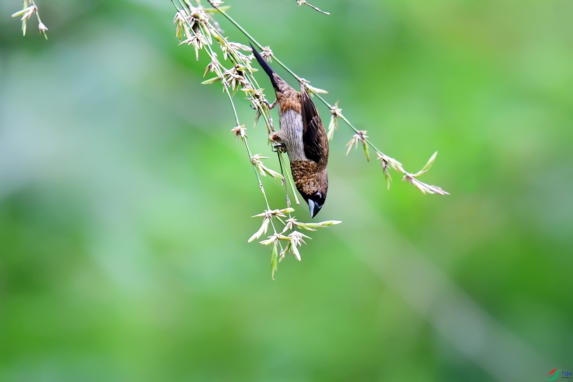 DSC_1453.jpg