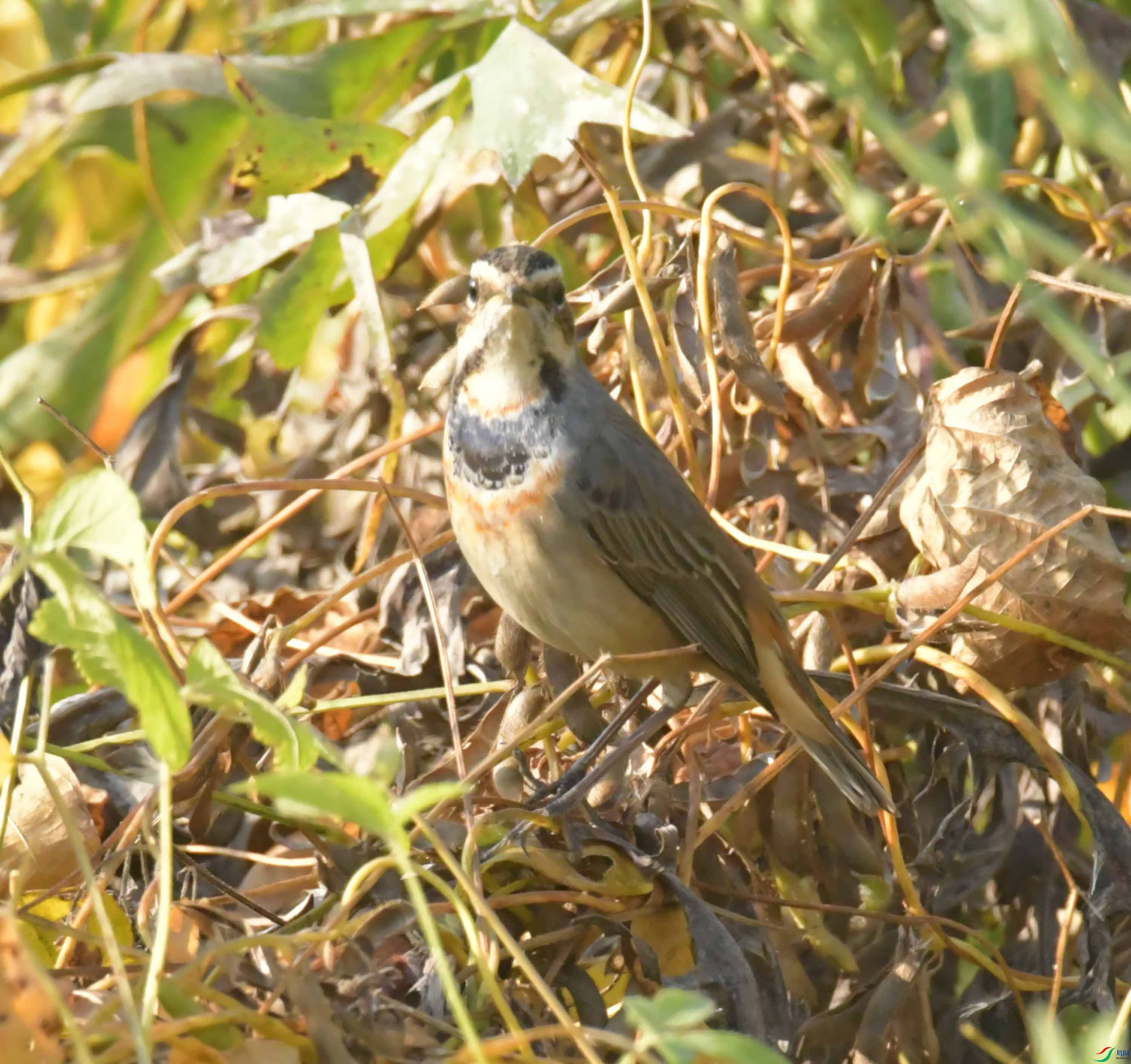 DSC_0894.JPG