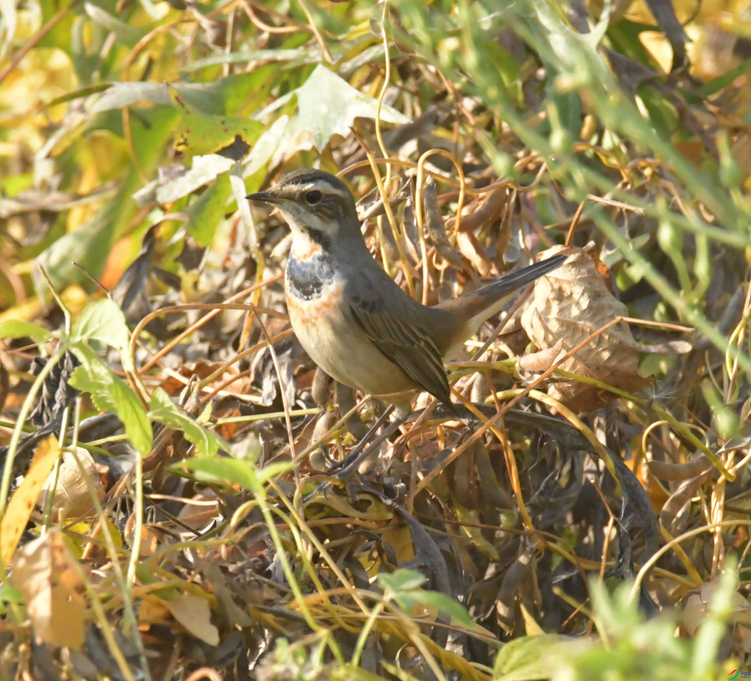 DSC_0895.JPG