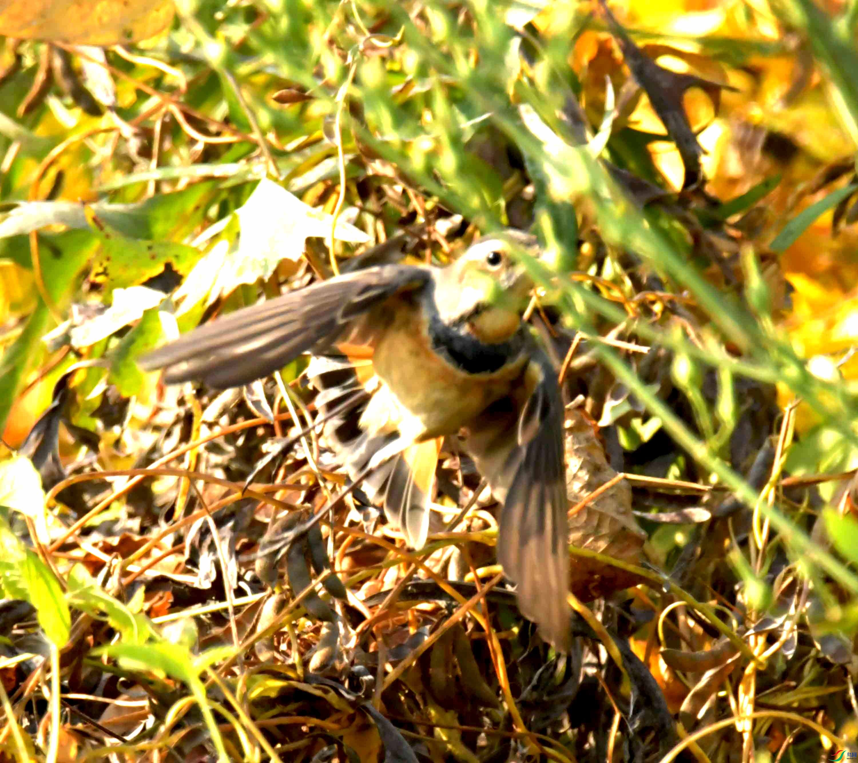 DSC_0899.JPG