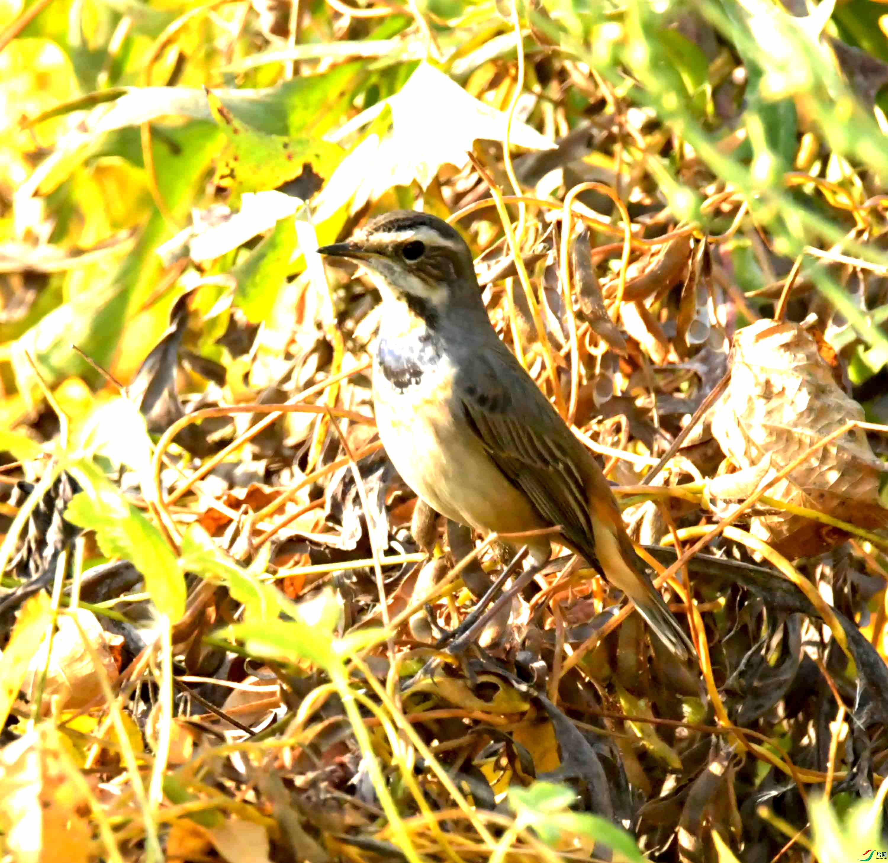 DSC_0896.JPG