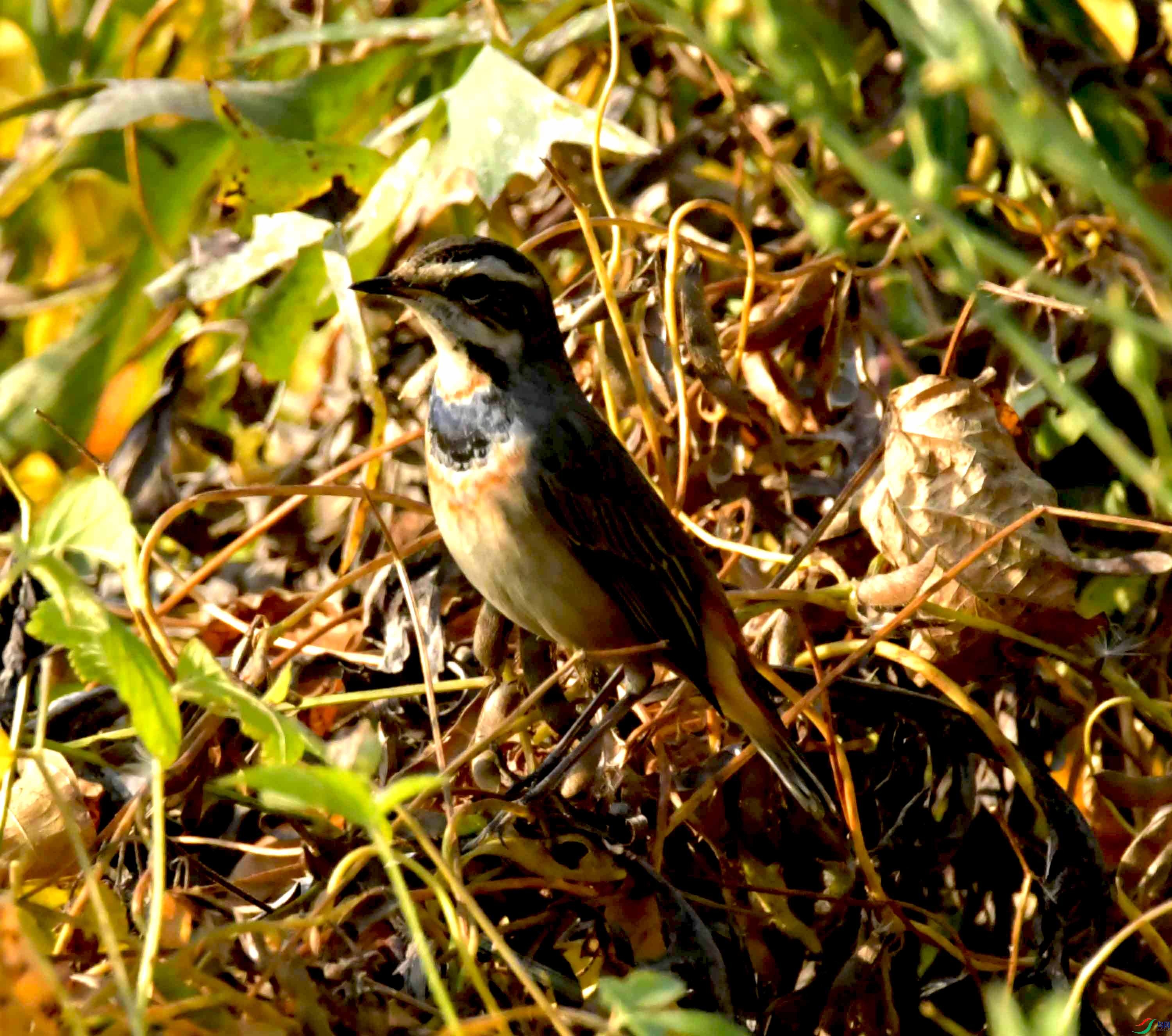 DSC_0897.JPG