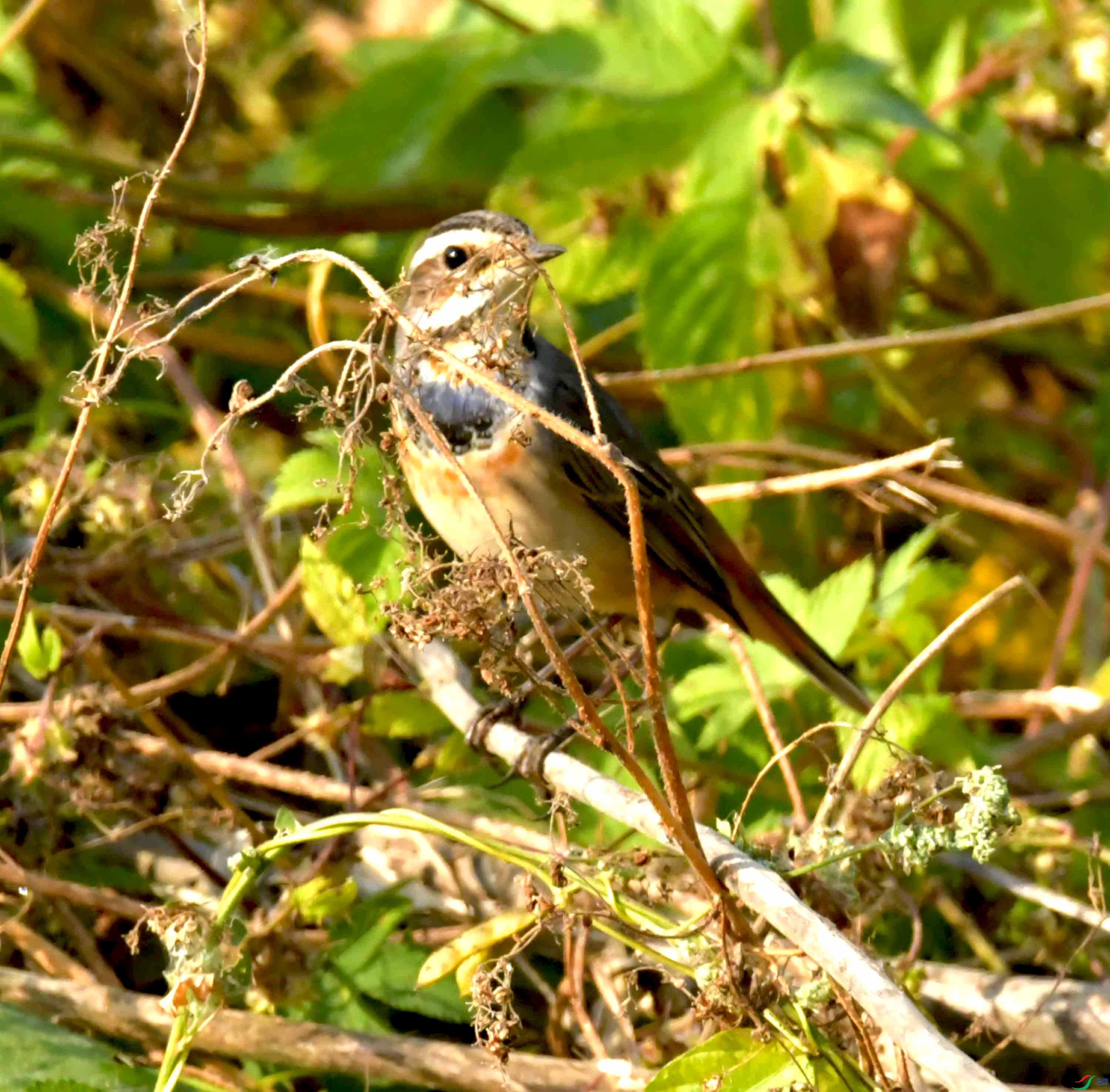 DSC_0910.JPG