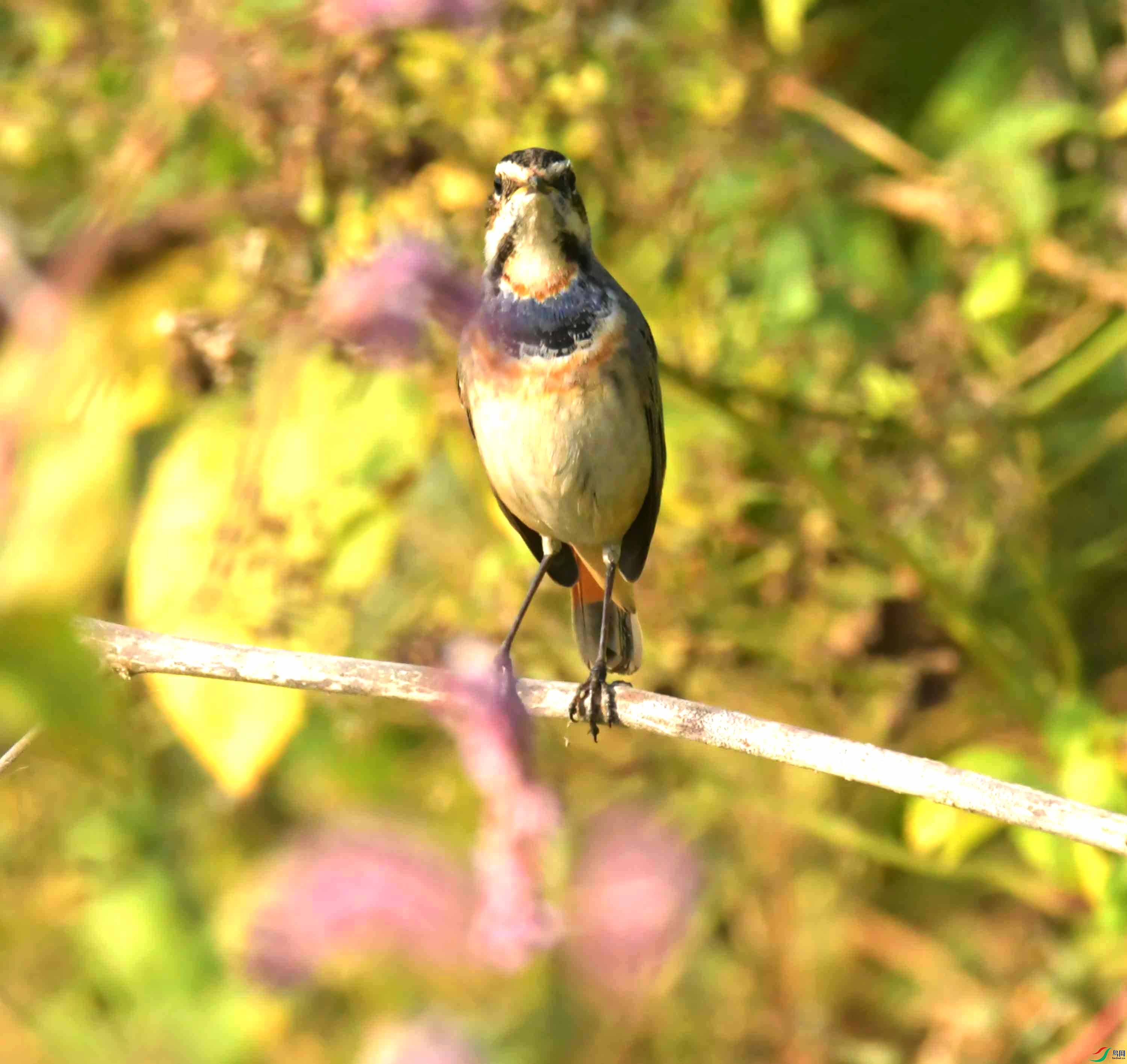 DSC_0916.JPG