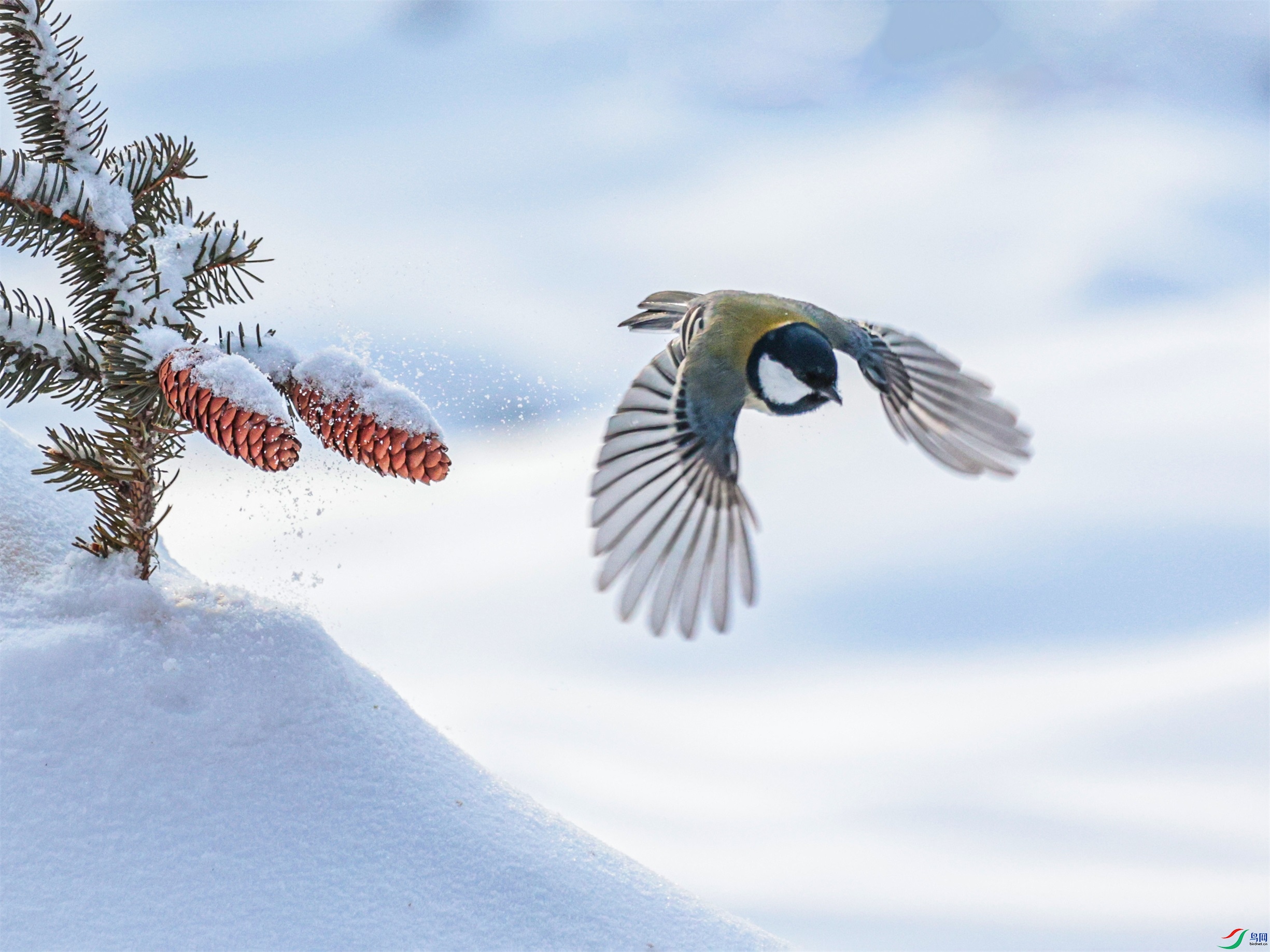 1K3A4203 ����1.jpg