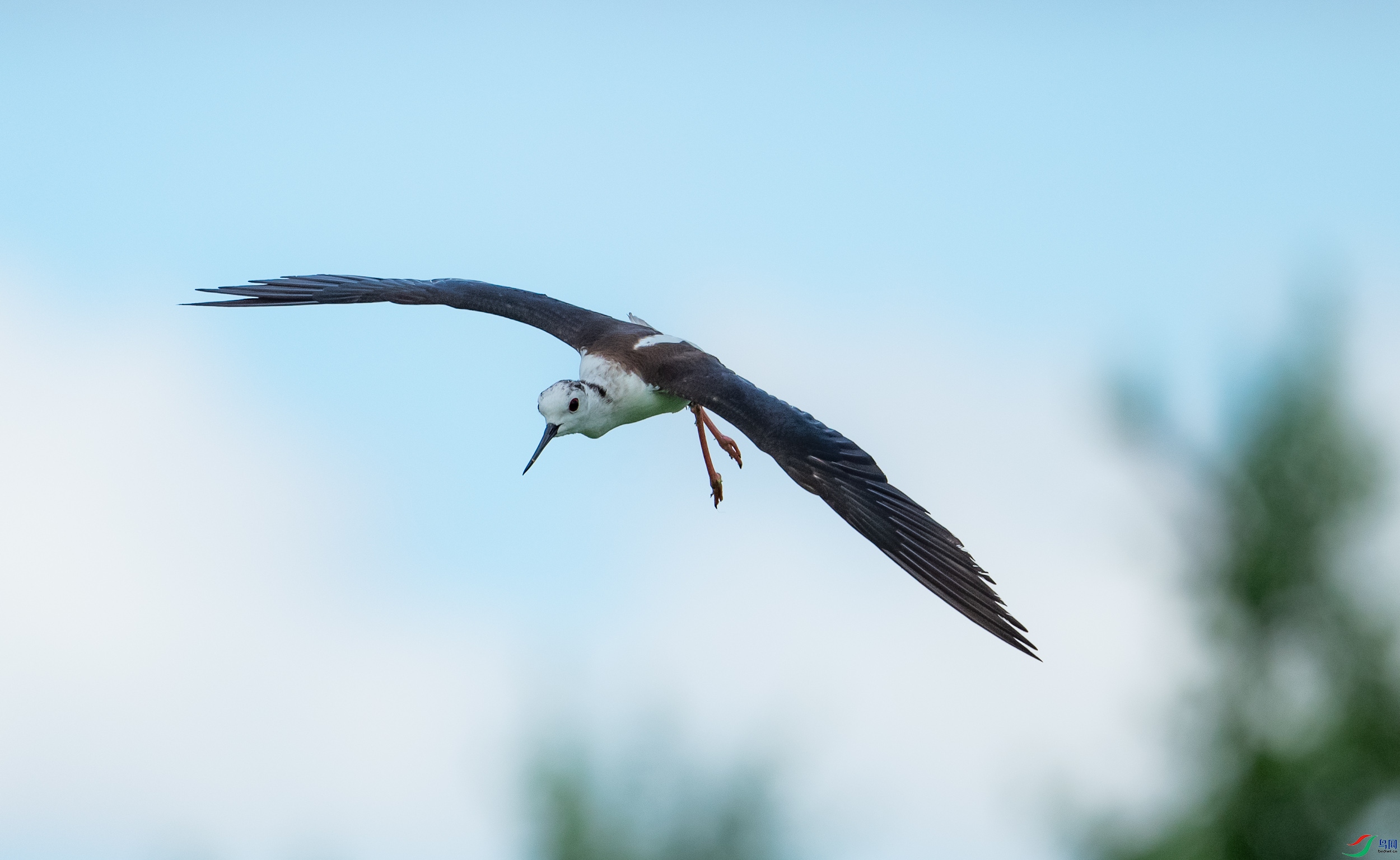 �ڳ᳤����