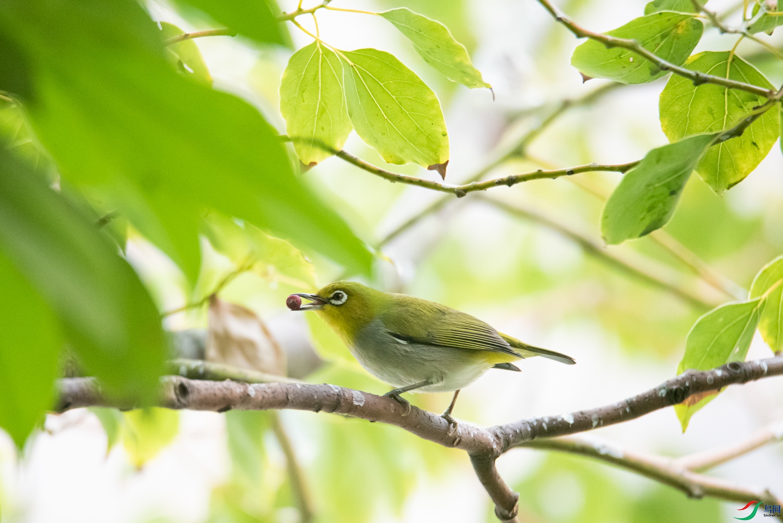 DSC_7437.jpg