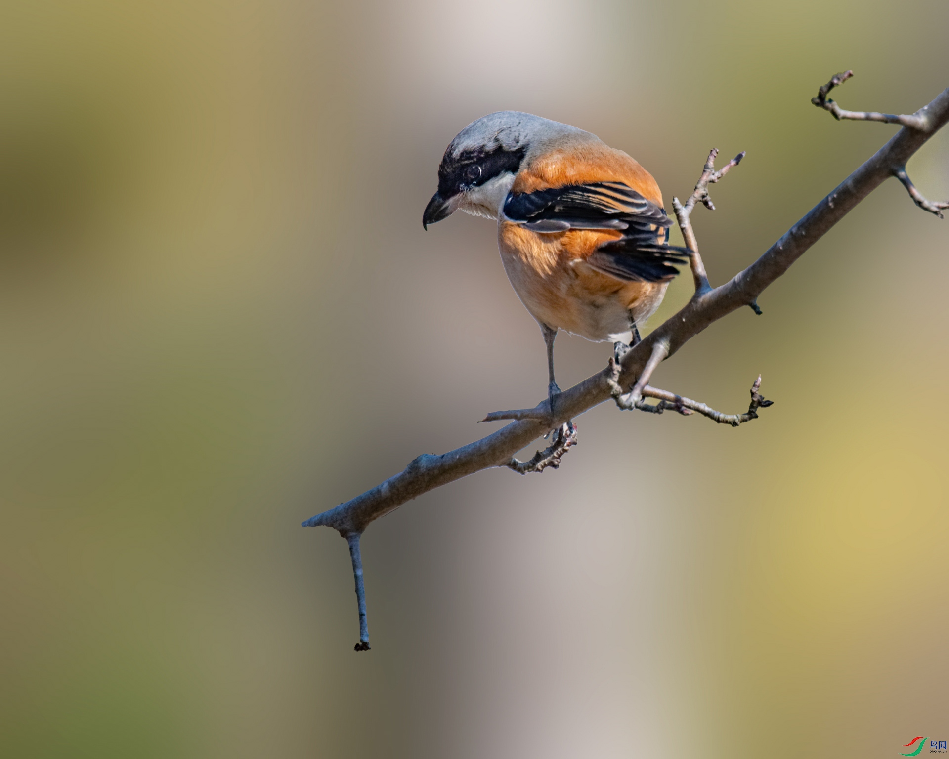 _ZFW4684_DxO_DxO-gigapixel.jpg