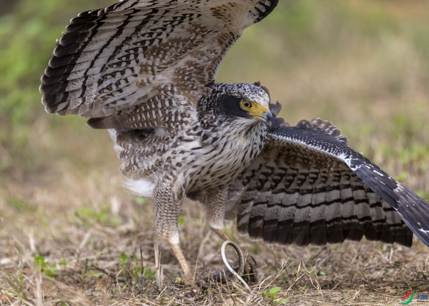DSC_6666_1.jpg