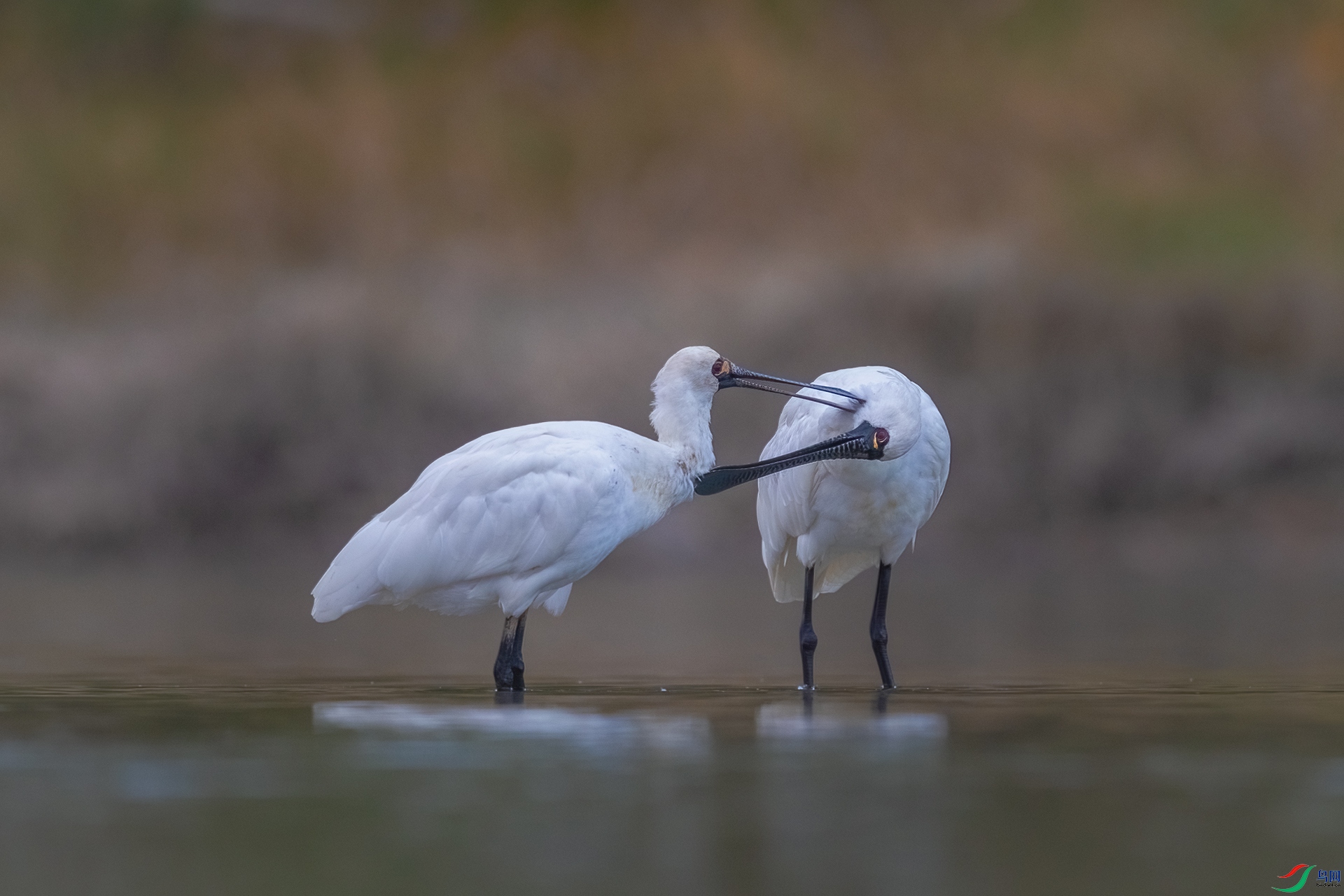 BP1I1712-�༭ ����.jpg