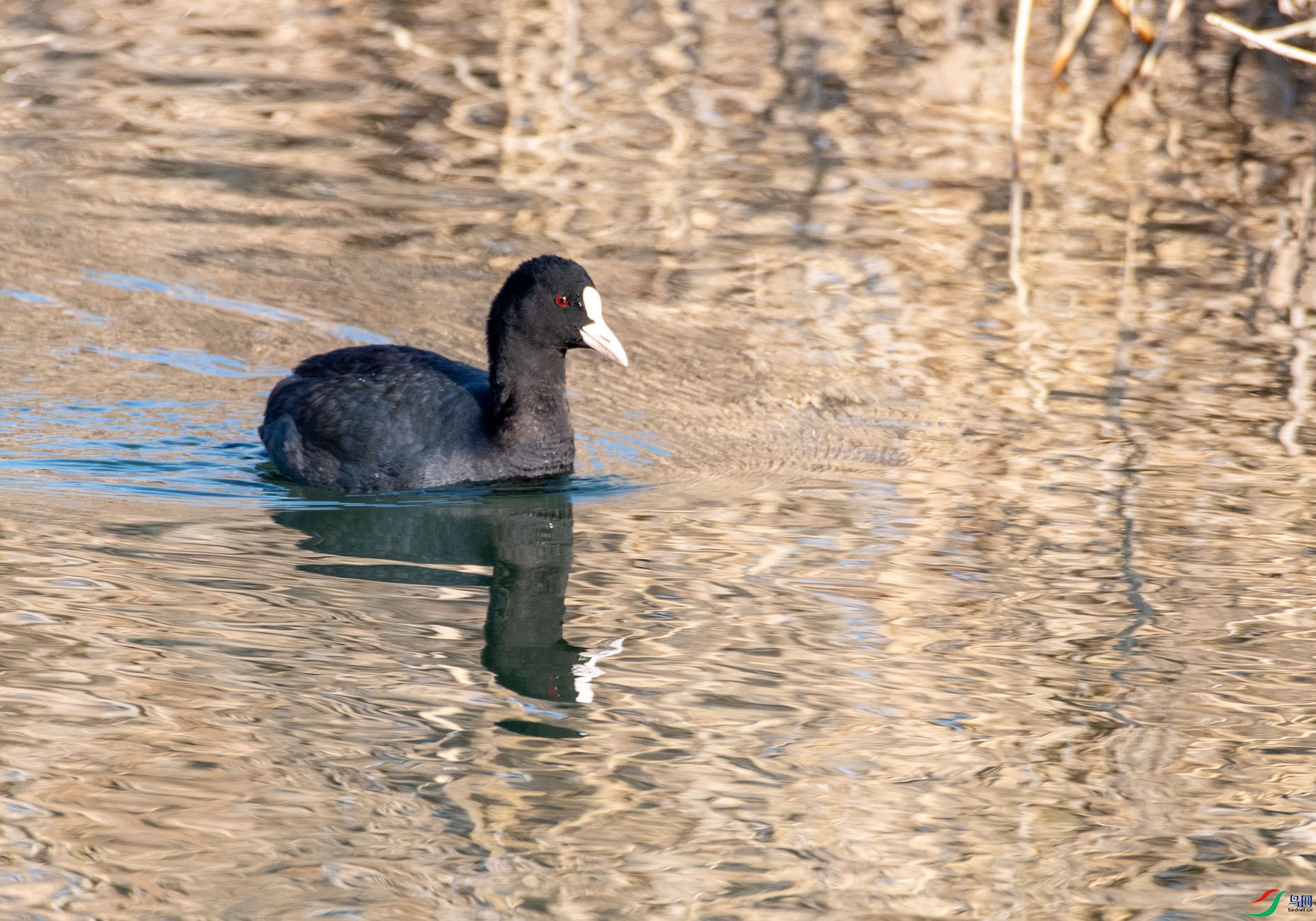 DSC_3654.jpg