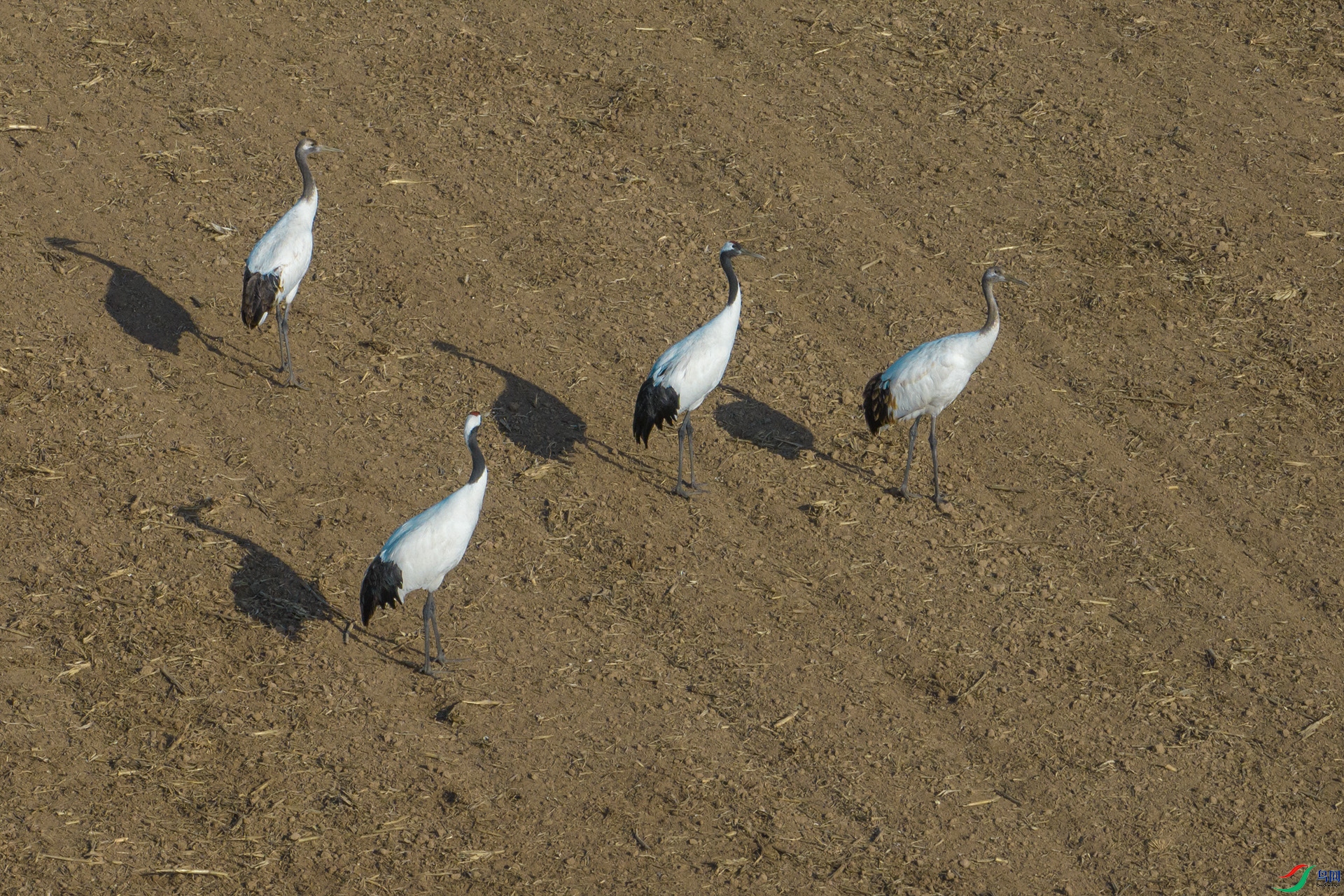 DJI_0688С.jpg