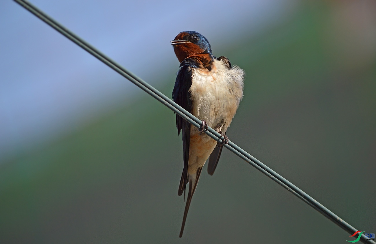 DSC_0127f.jpg
