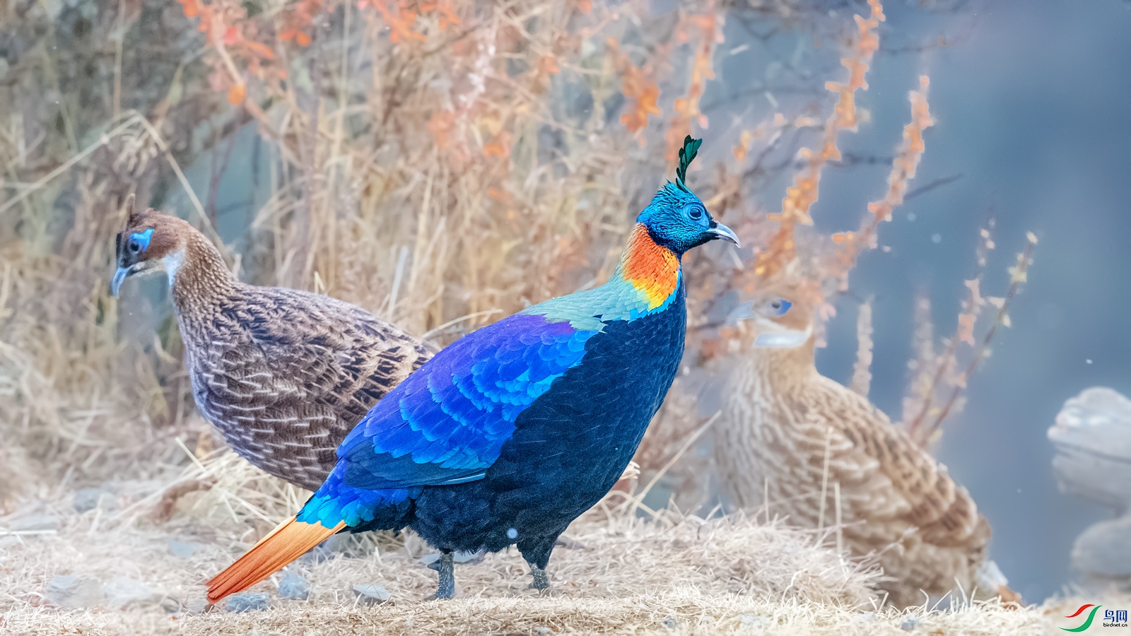 _J1R0207-1.jpg