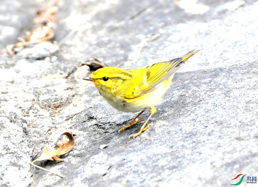 DSC_6163.JPG